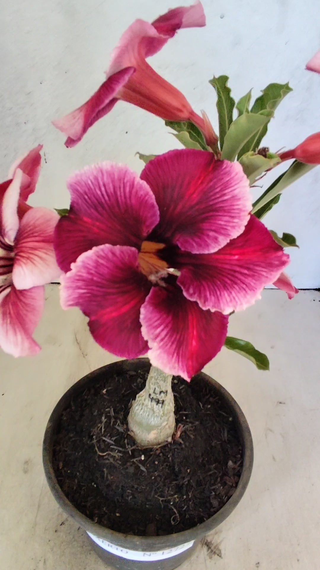 ENXERTO 12727– 20cm (cor LM 499)