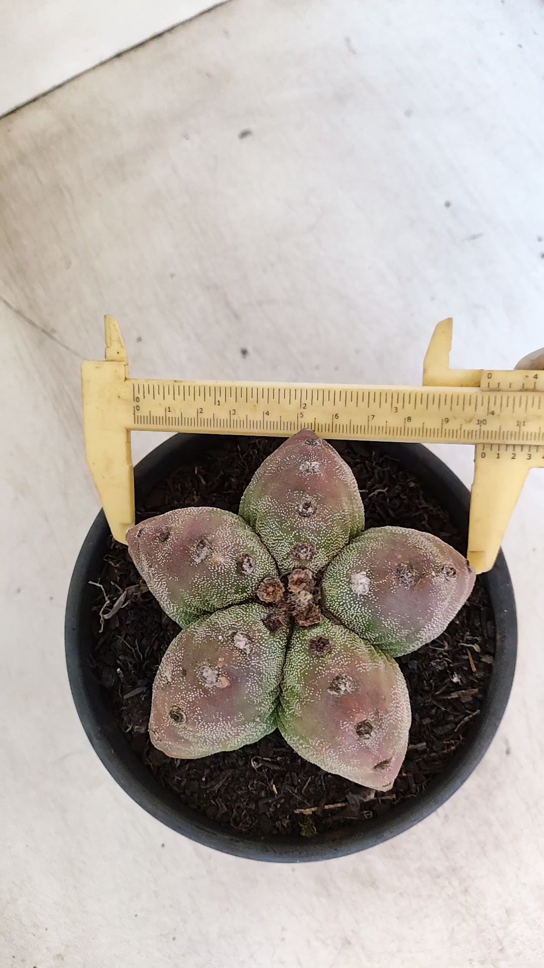 MATRIZ ASTROPHYTUM cv KIKKO  Nº 184 – vaso 15