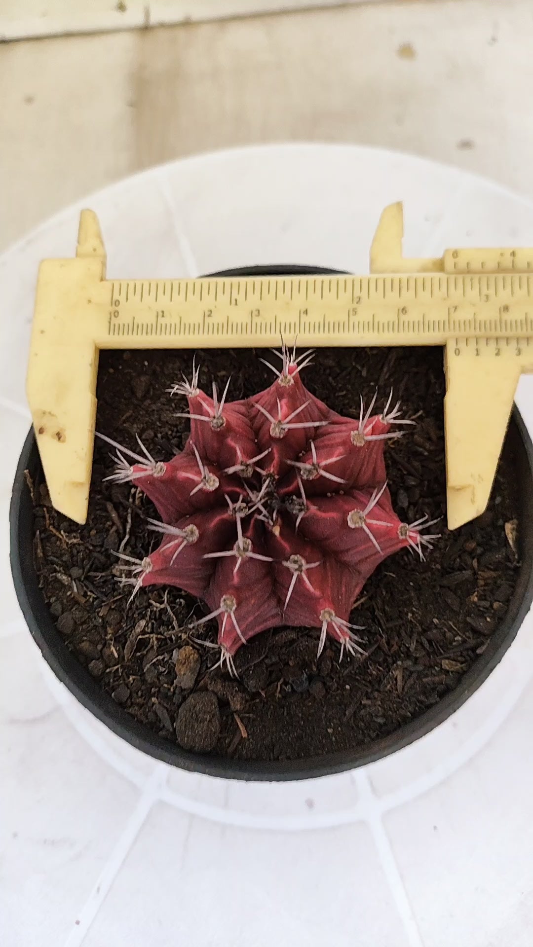 Matriz GYMNOCALYCIUM Mihanovichii Variegata Nº 1665 – vaso 11