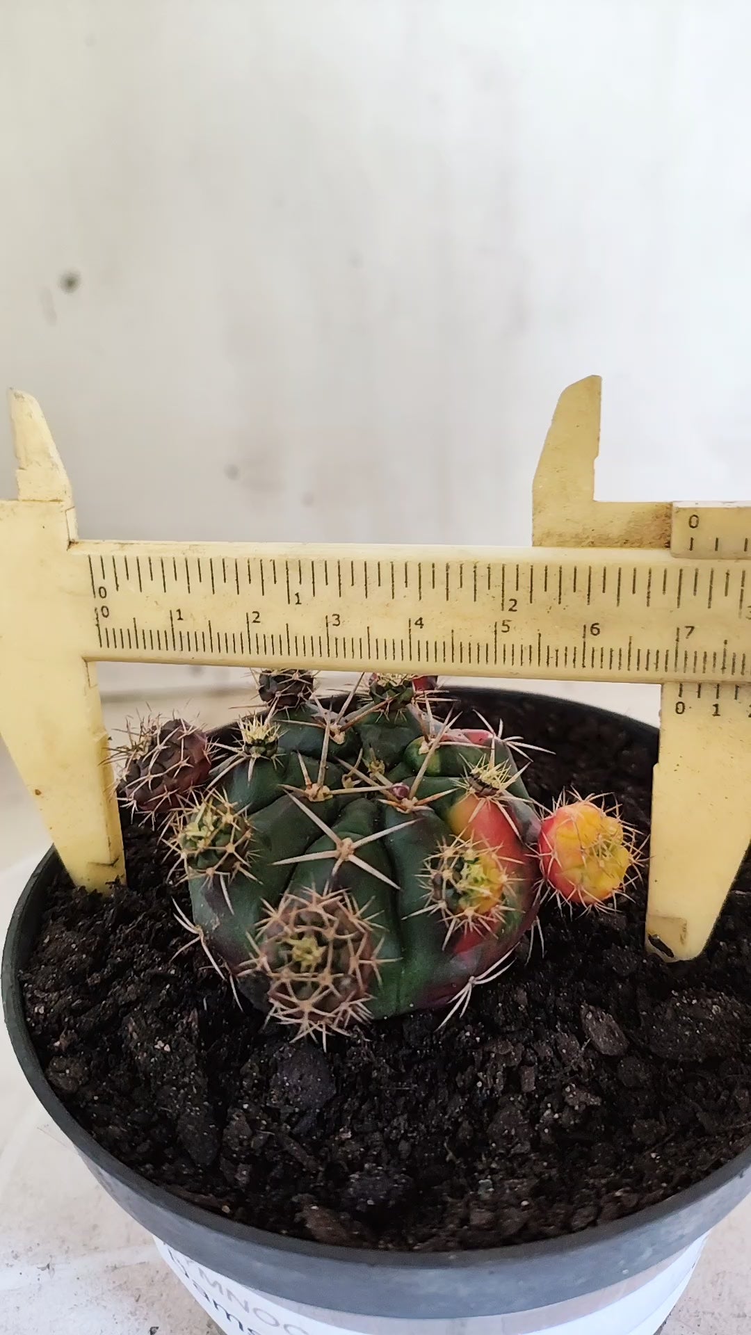 GYMNOCALYCIUM DAMSII Variegata Nº 1711 – vaso 11