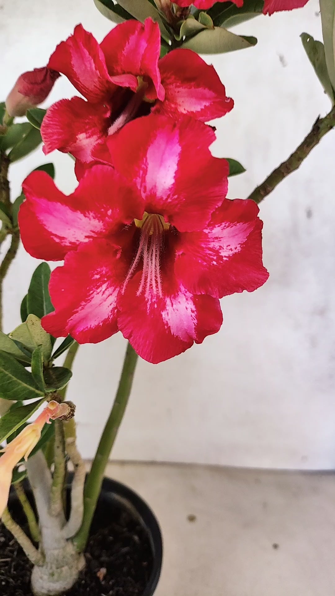 Planta Simples 3510 – 30cm – 03 anos