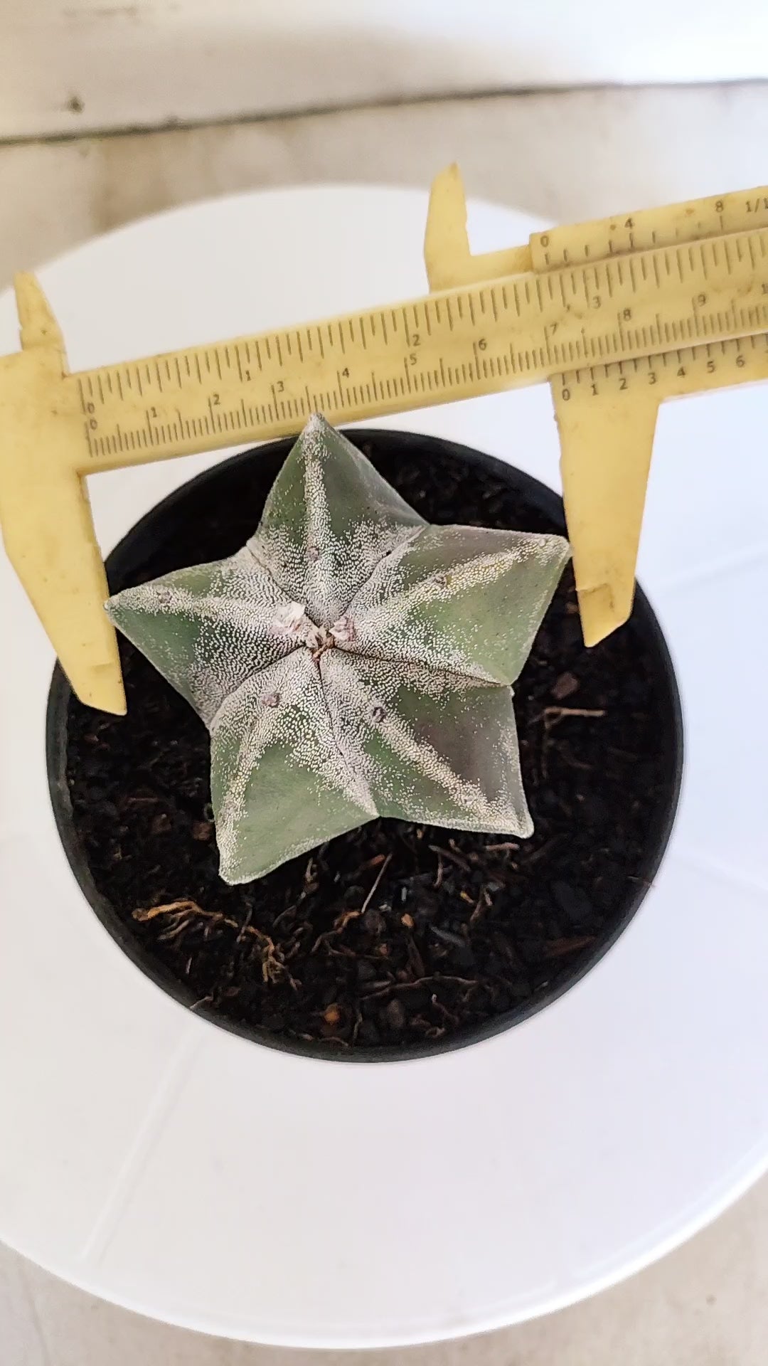 ASTROPHYTUM MYRIOSTIGMA Nº 268 – vaso 11