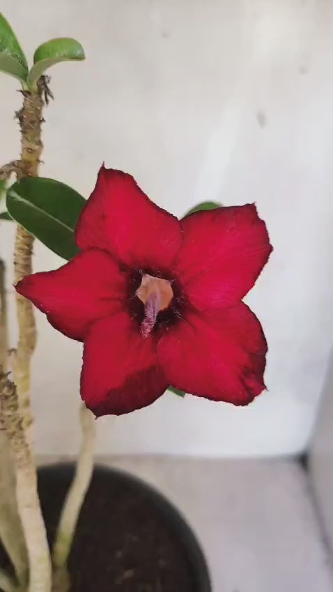 Planta Simples 3583  – 35cm – 03 anos