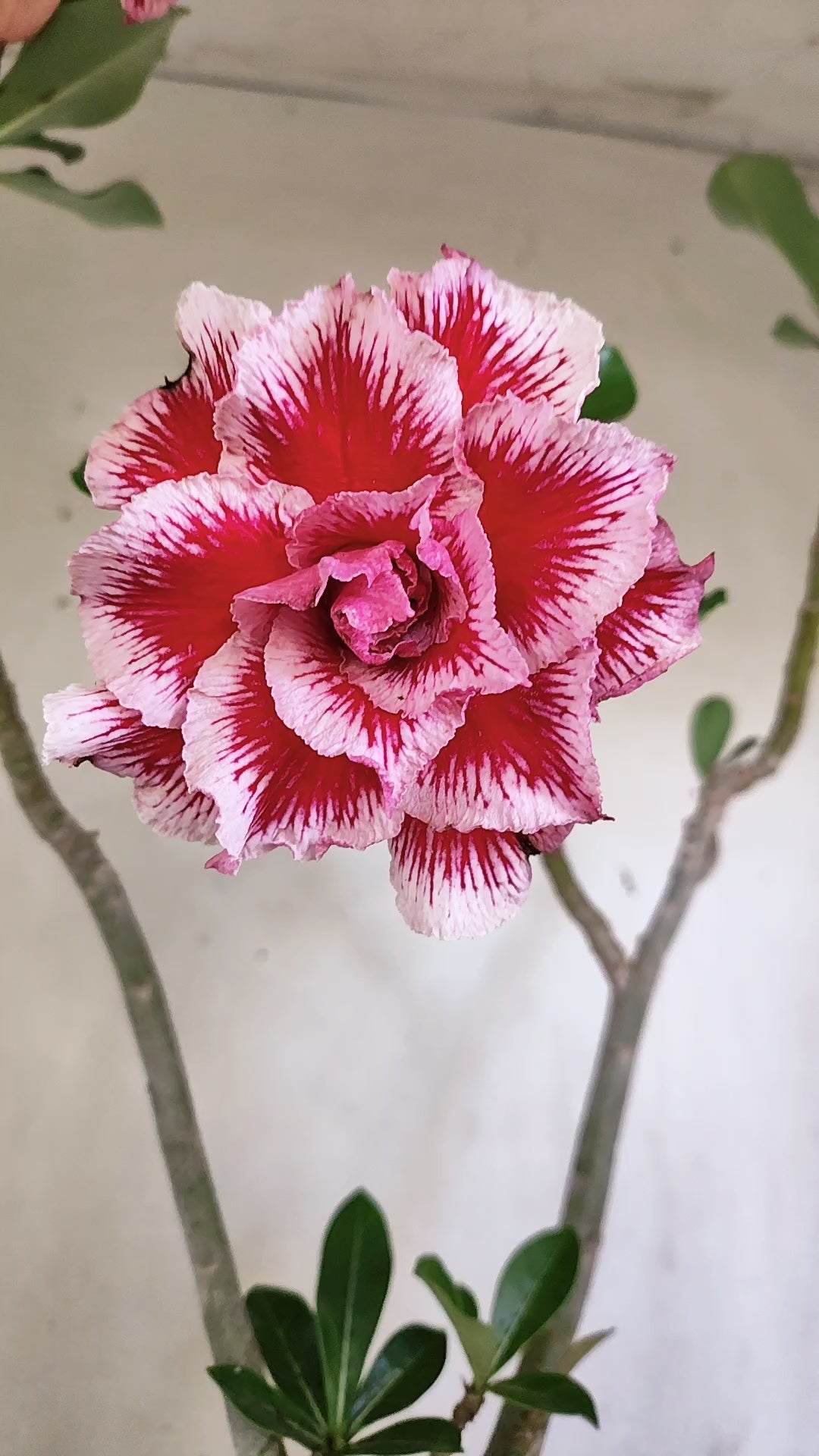 Matriz Planta Dobrada 307 –  45cm – 03 anos - Vaso 17
