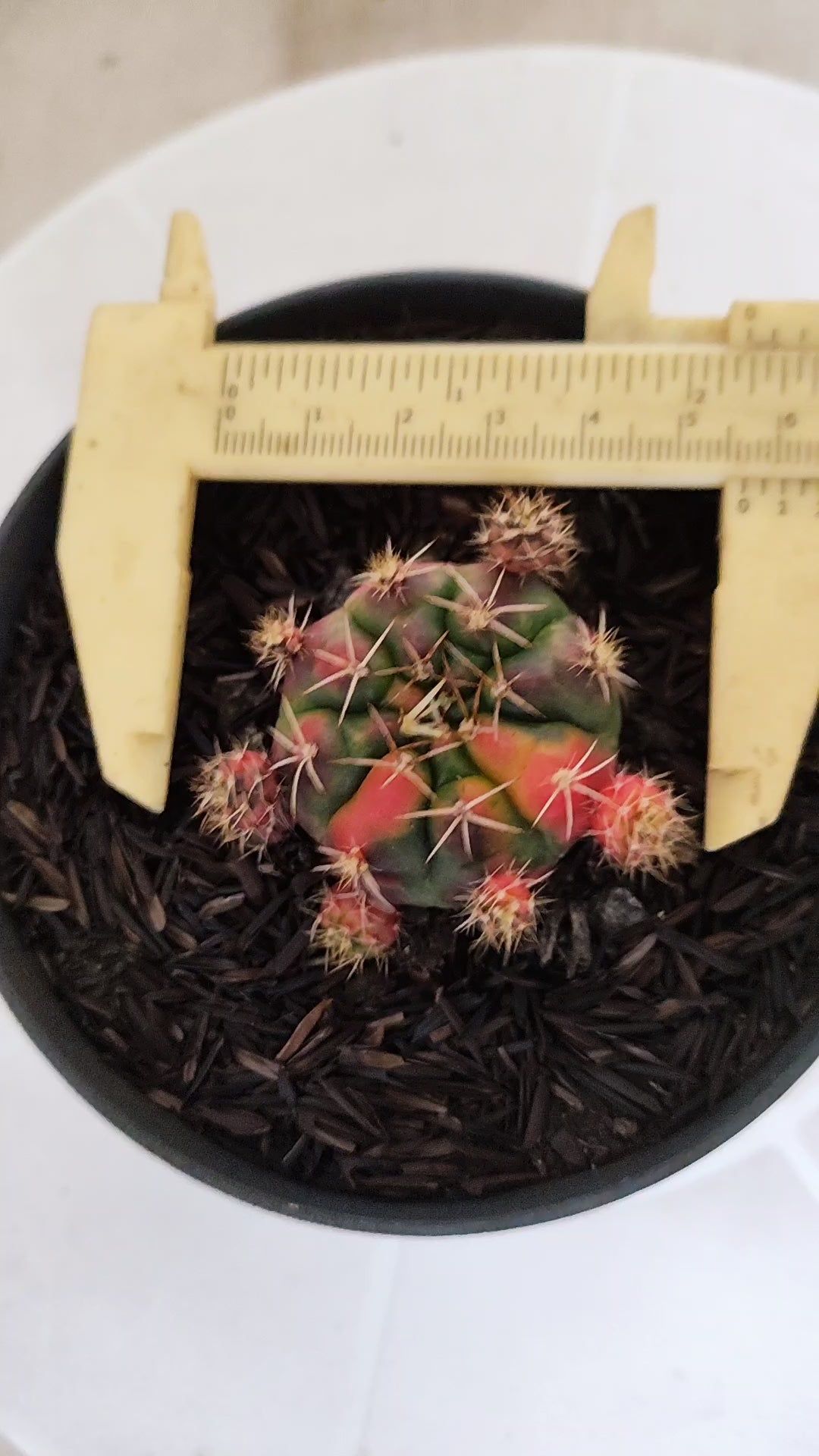 GYMNOCALYCIUM DAMSII Variegata Nº 1230 – vaso 11