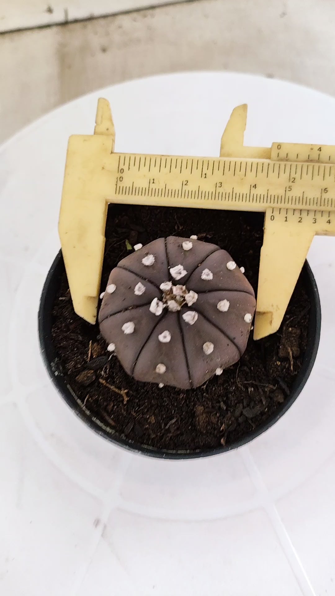 MATRIZ ASTROPHYTUM ASTÉRIAS "Purple" Nº 1223 – vaso 09