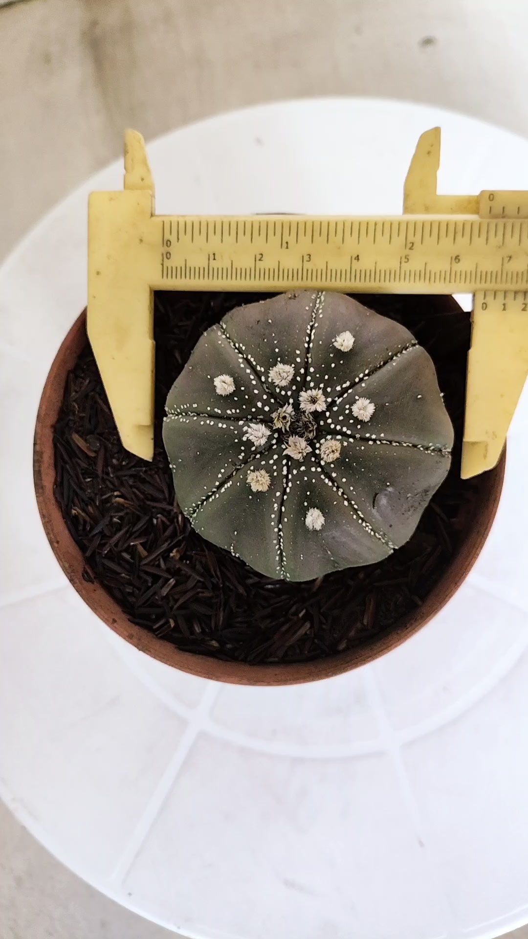 ASTROPHYTUM ASTERIAS STAR SHAPE "PURPLE" Nº 1161 – vaso 11