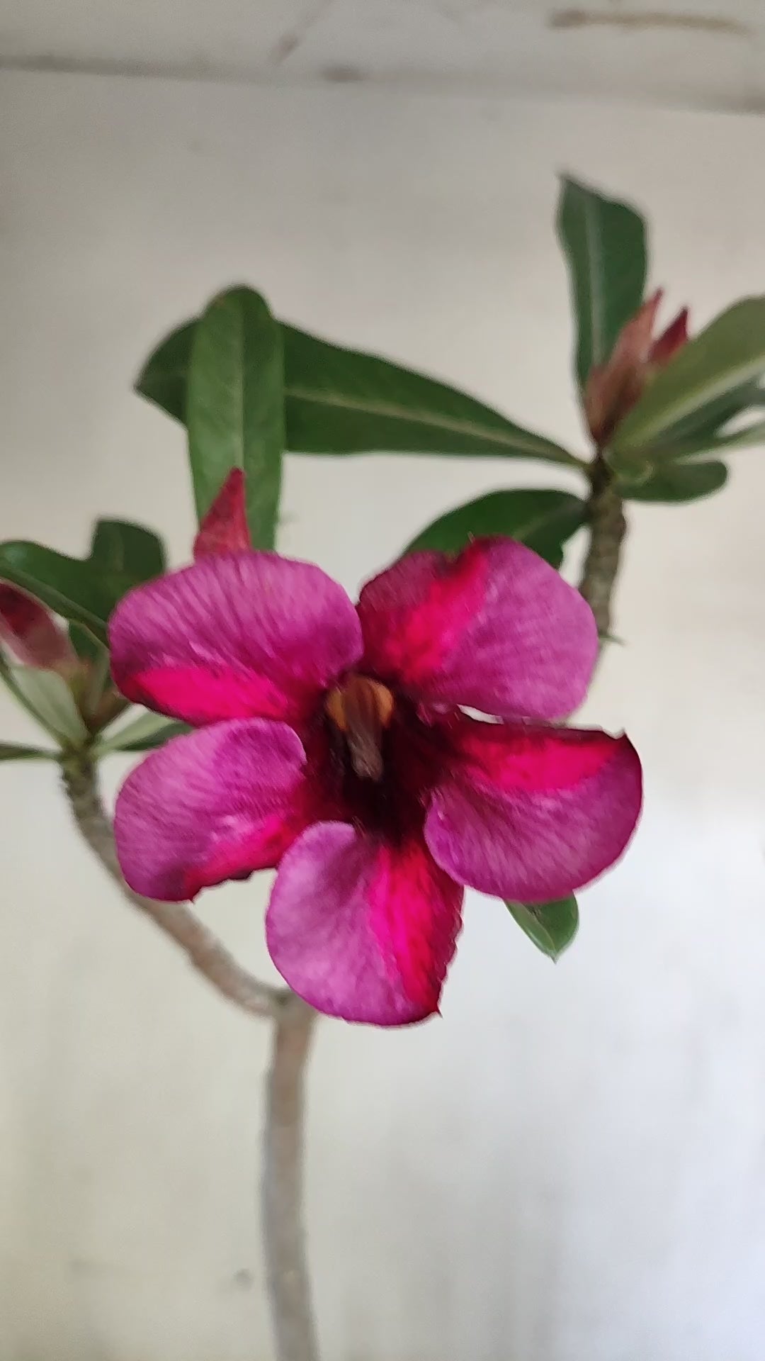 Planta Simples 3656 – 35cm – 03 anos - vaso 15