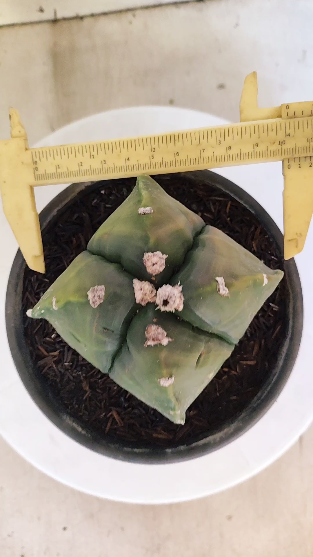 MATRIZ ASTROPHYTUM cv KIKKO "4 QUINAS - Variegata"  Nº 1108 – vaso 15