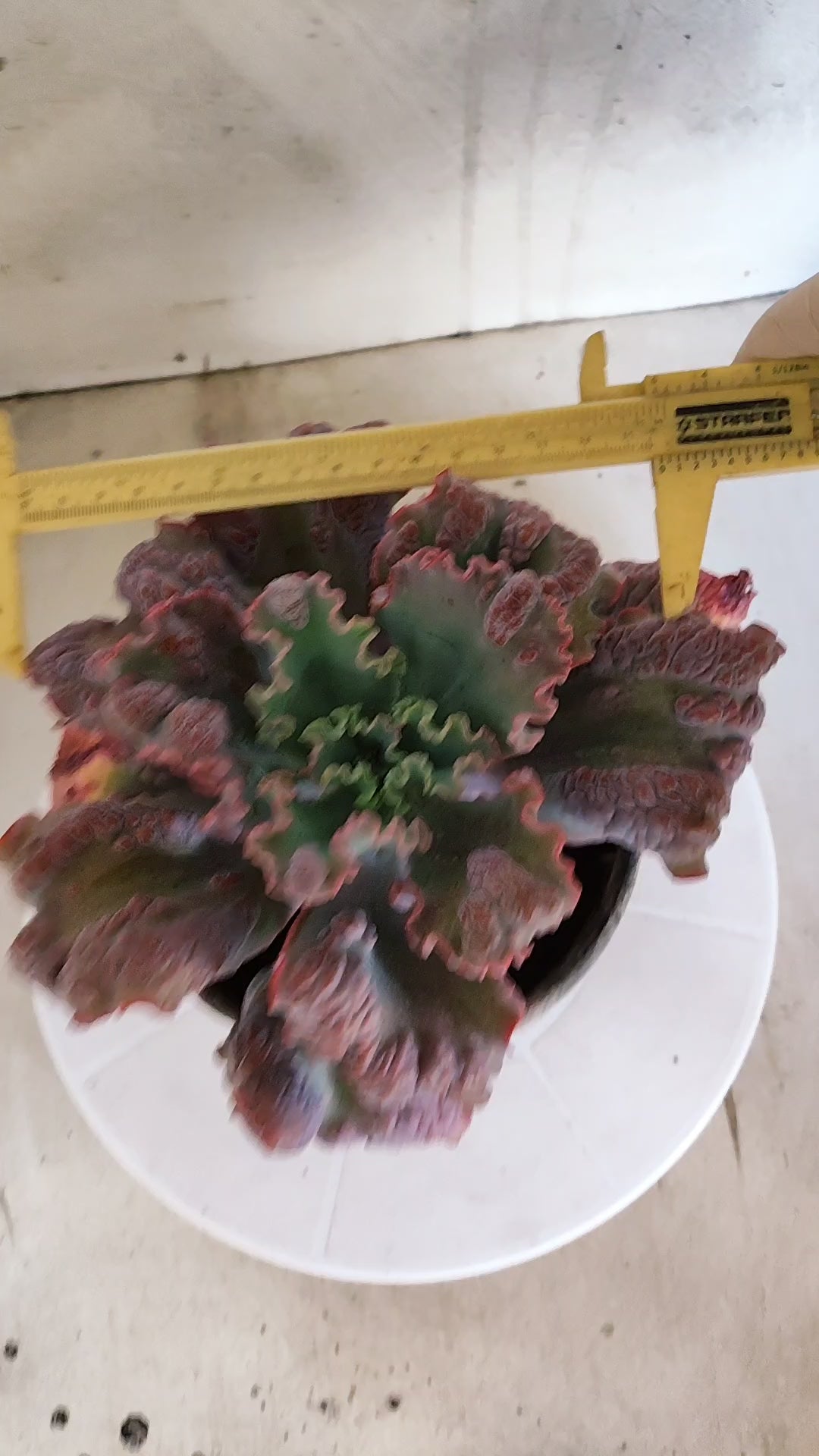 Suculenta Echeveria 'Virginia Lee' N° 60 - Vaso 15