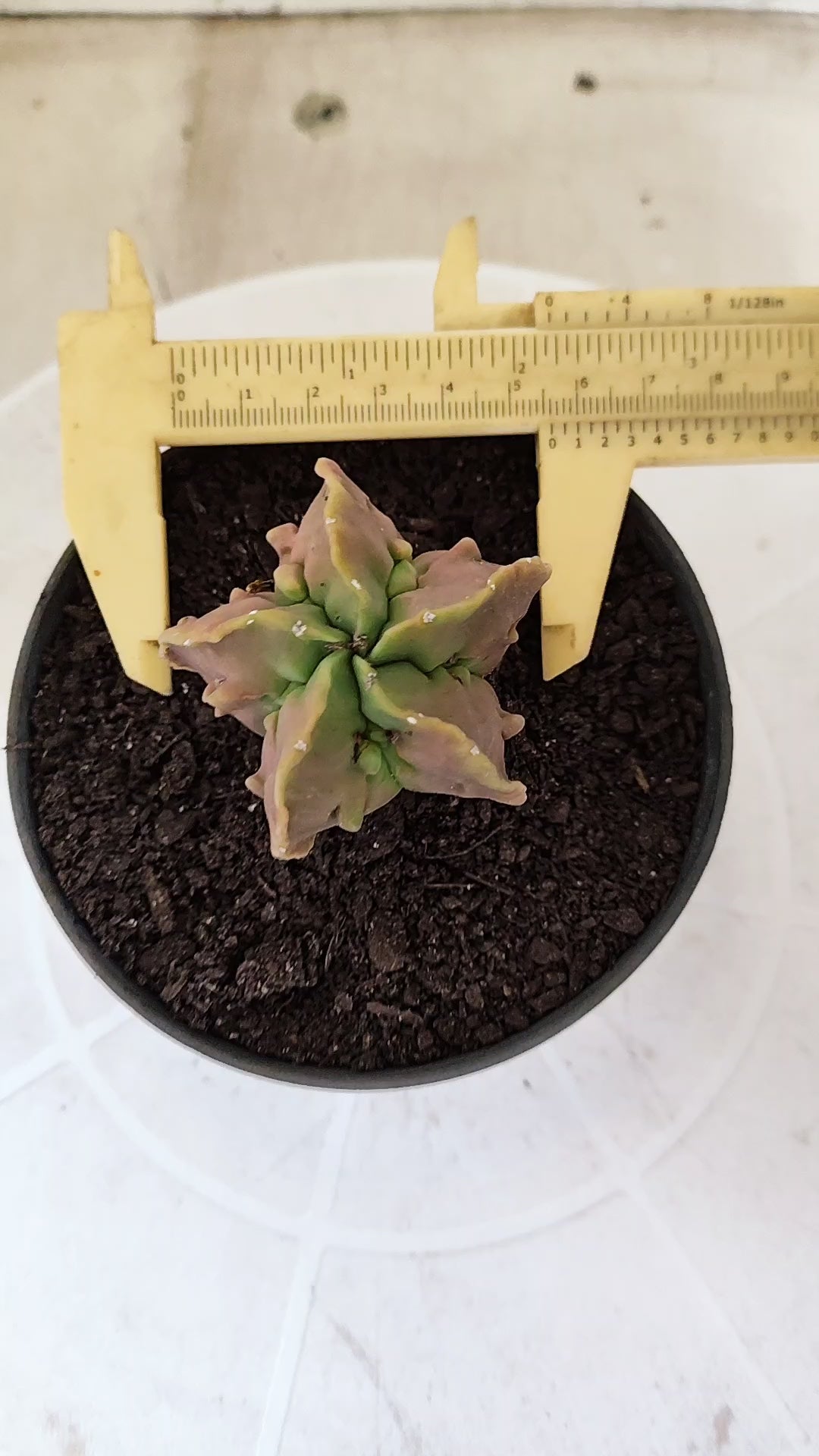 MATRIZ ASTROPHYTUM cv KIKKO "Fukuryu" Nº 1823 – vaso 11