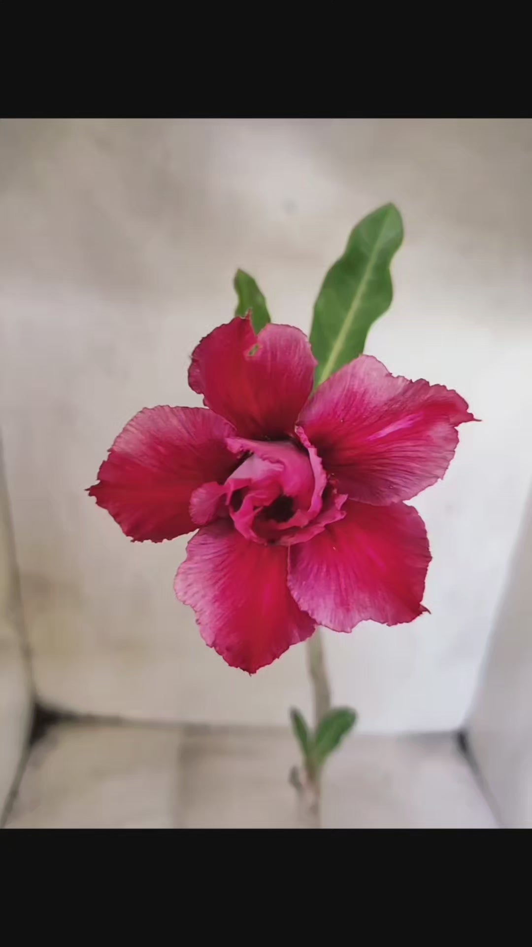 Planta Dobrada 3831 – 30cm – 02 anos