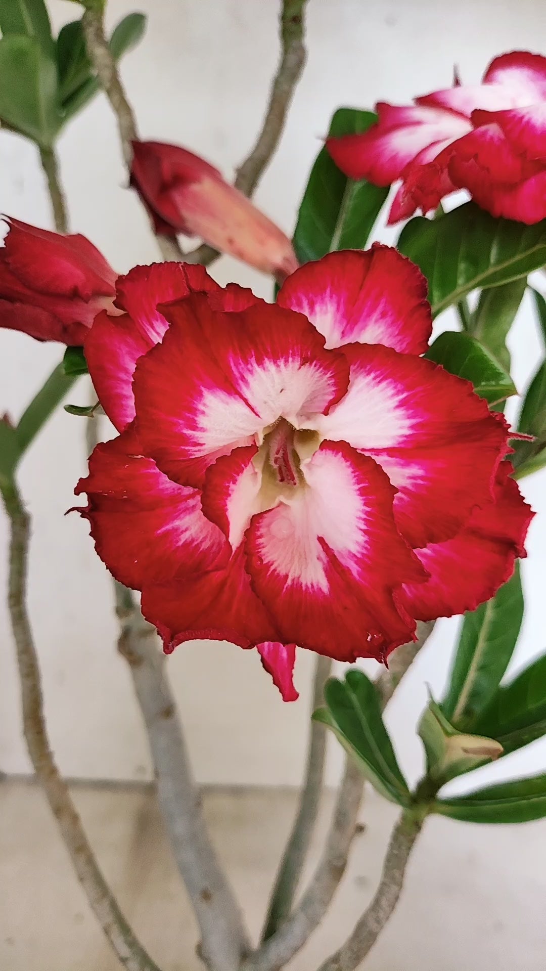 Planta Dobrada 3938 – 35cm – 03 anos