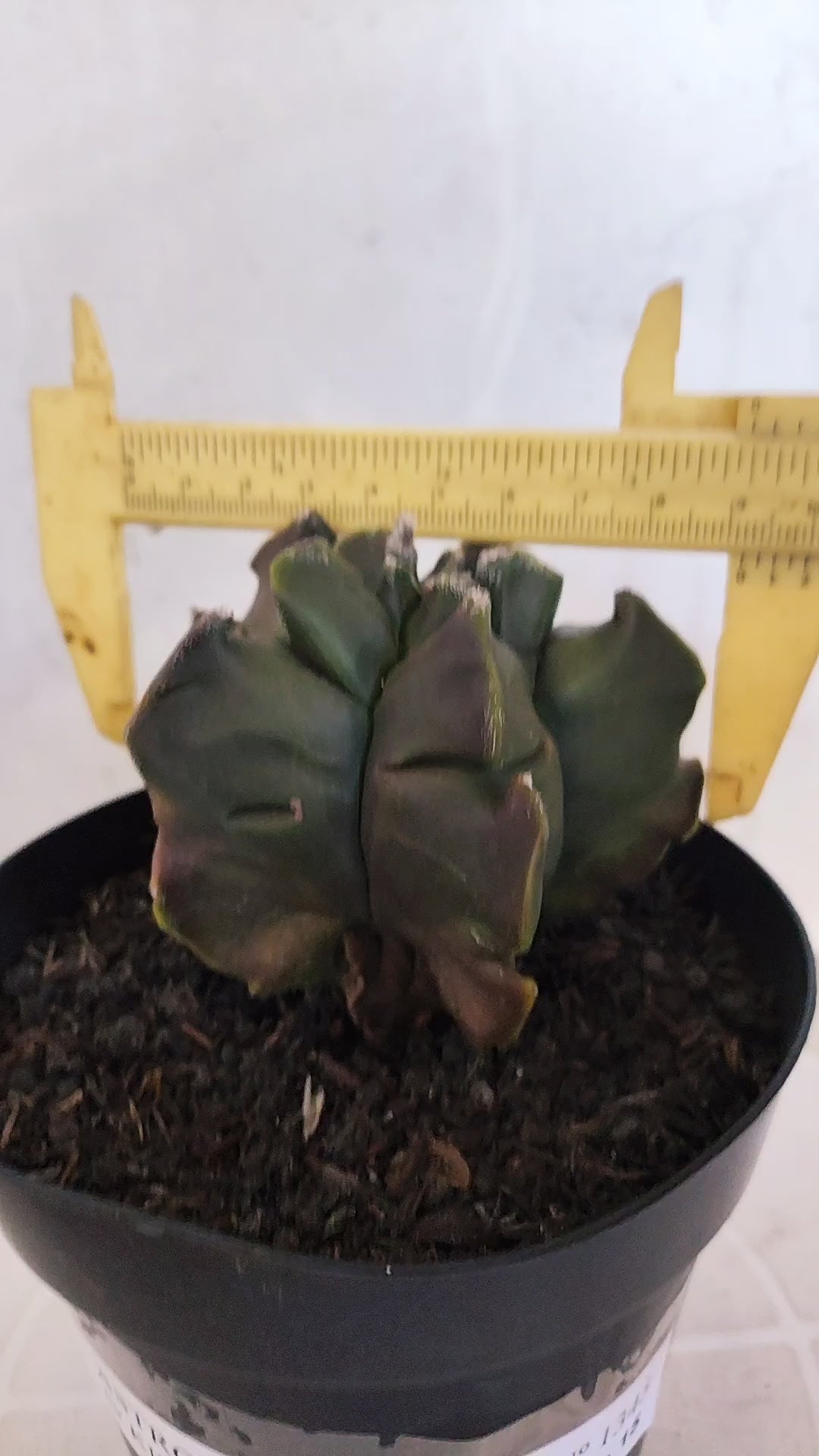MATRIZ ASTROPHYTUM cv KIKKO "Fukuryu"  Nº 1345 – vaso 15
