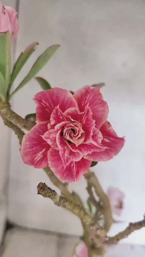 Planta Dobrada 3910 – 35cm – 03 anos