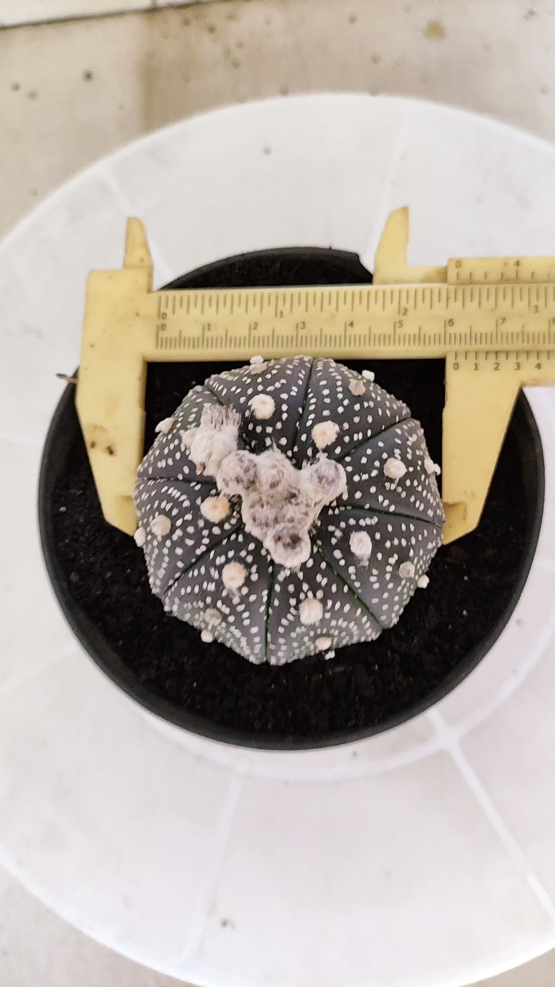 ASTROPHYTUM ASTERIAS “Purple”  Nº 1265 – vaso 11