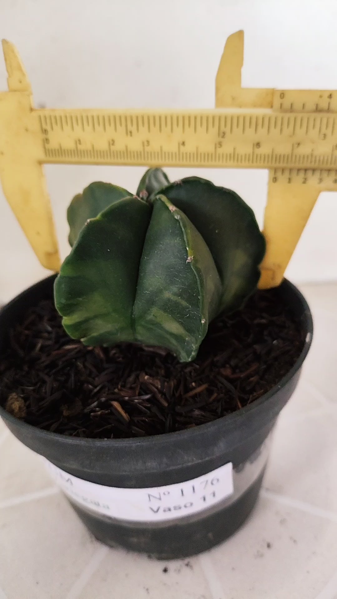 ASTROPHYTUM MYRIOSTIGMA "Variegata" Nº 1176 – vaso 11