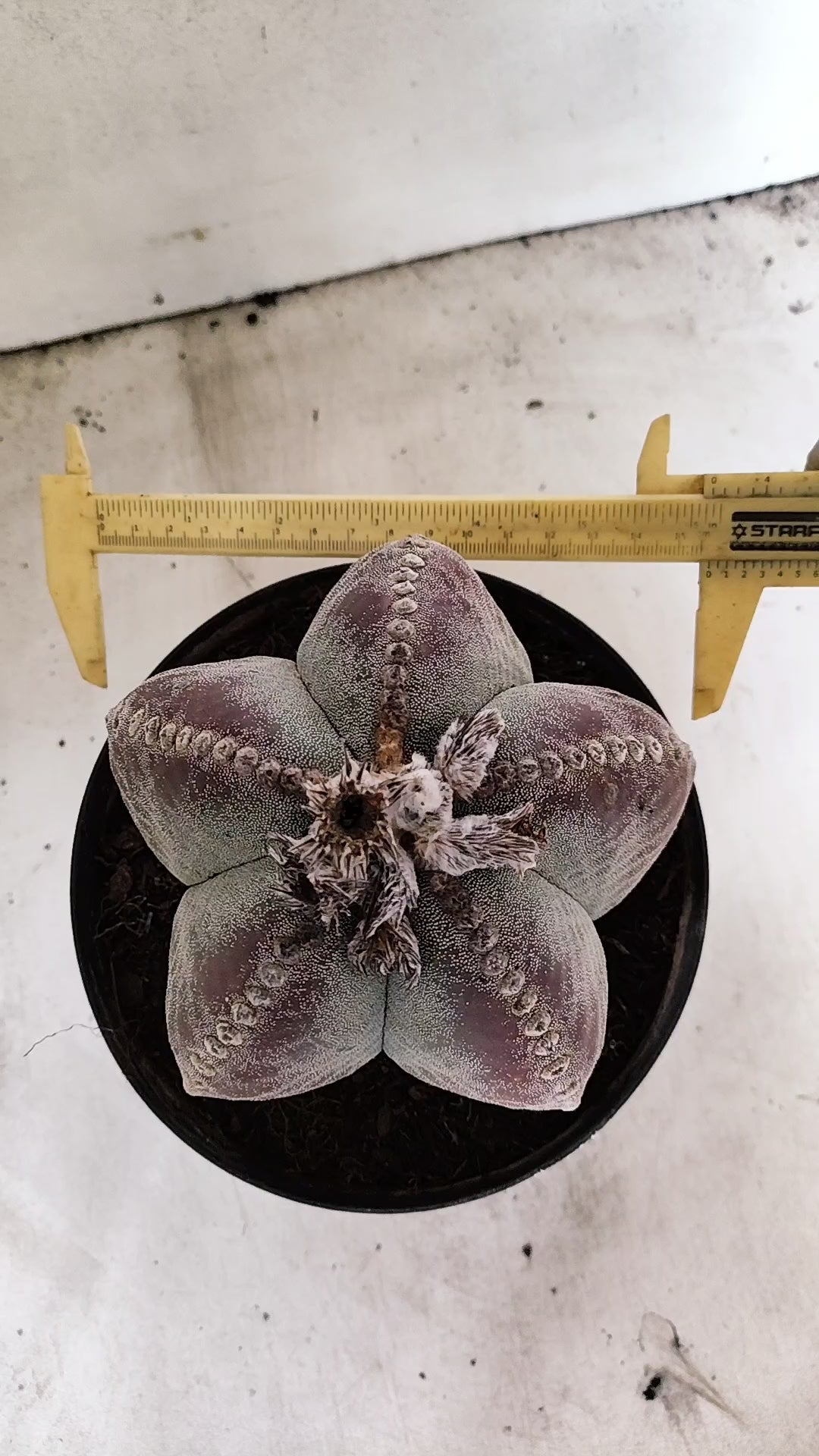 ASTROPHYTUM MYRIOSTIGMA "GIGANTE"  Nº 67 – vaso 17