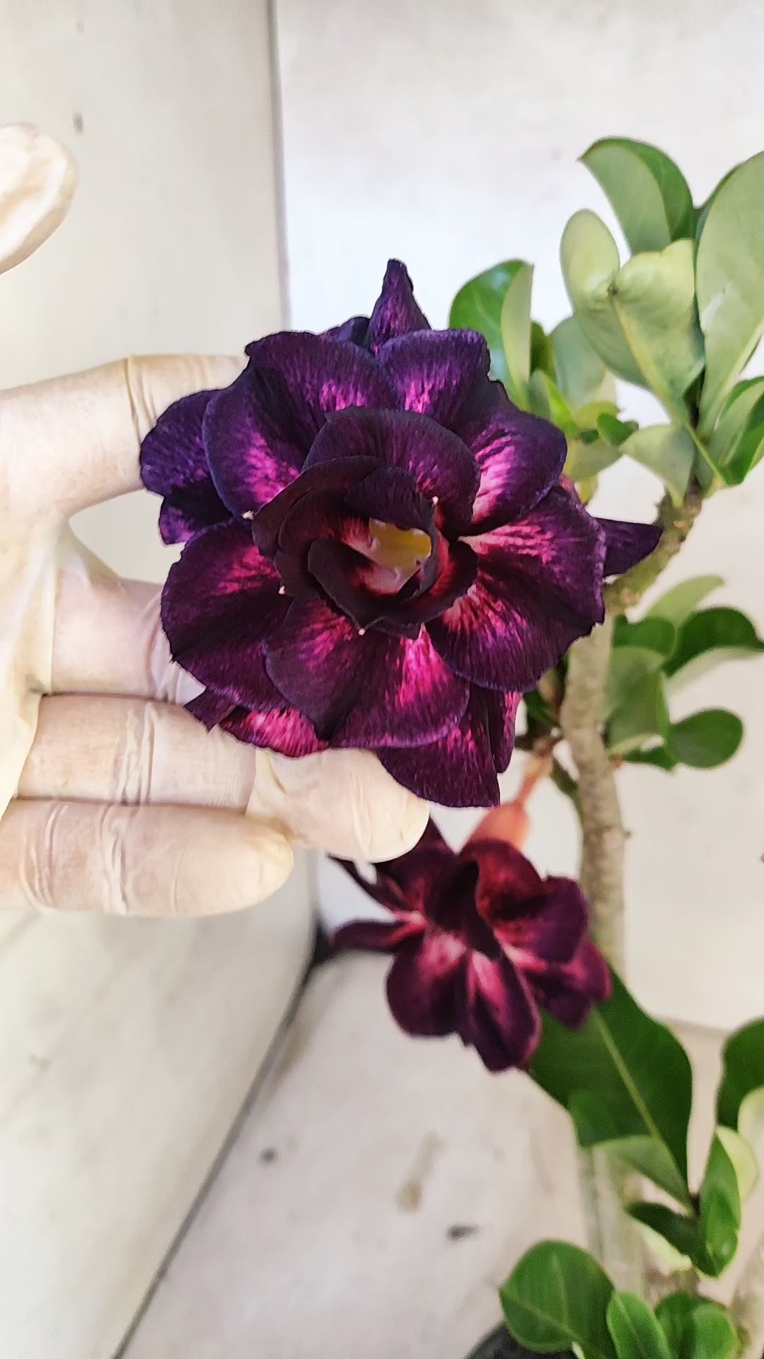 Planta Dobrada 3908 – 35cm – 03 anos