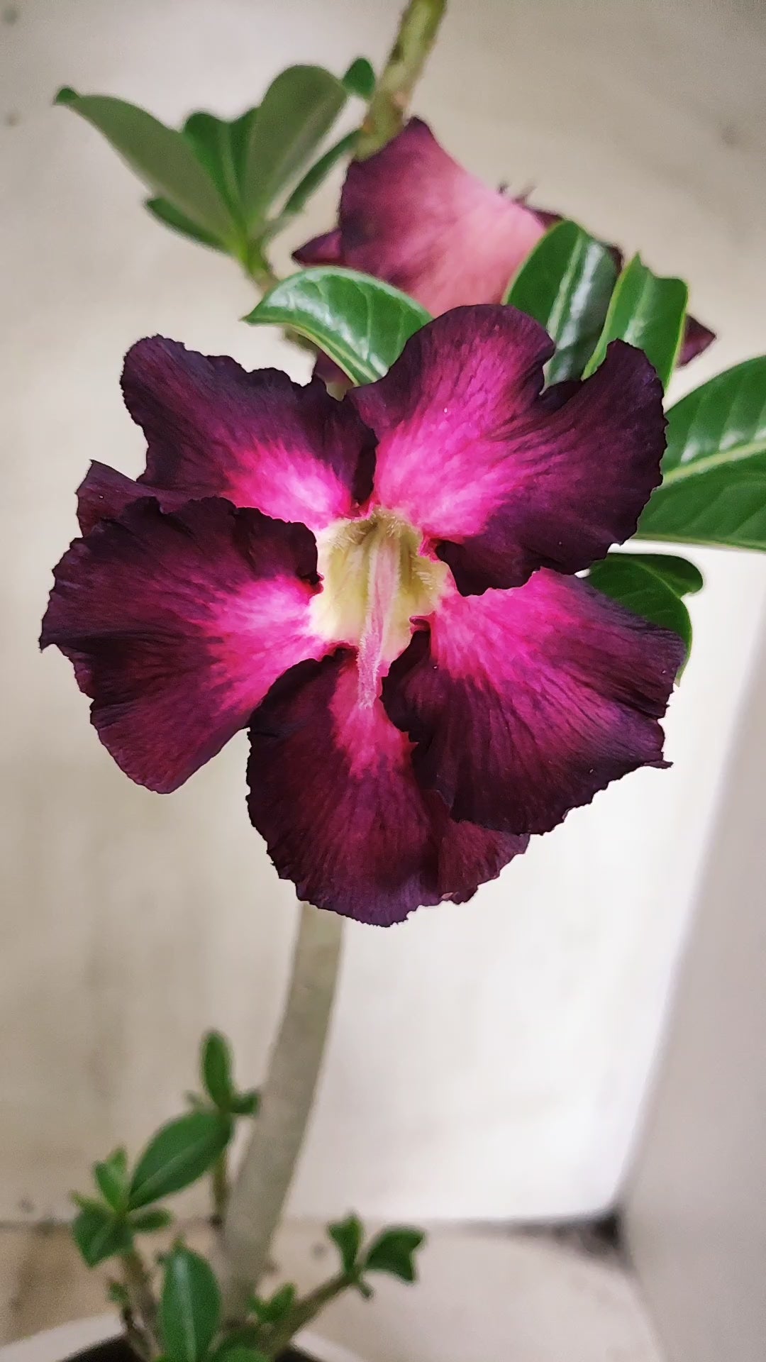 Planta Simples 3622 – 30cm – 02 anos - vaso 15