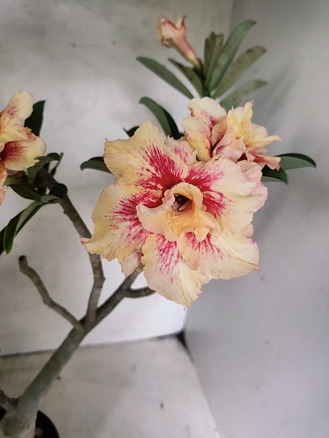 Planta Dobrada 3859 – 35cm – 03 anos