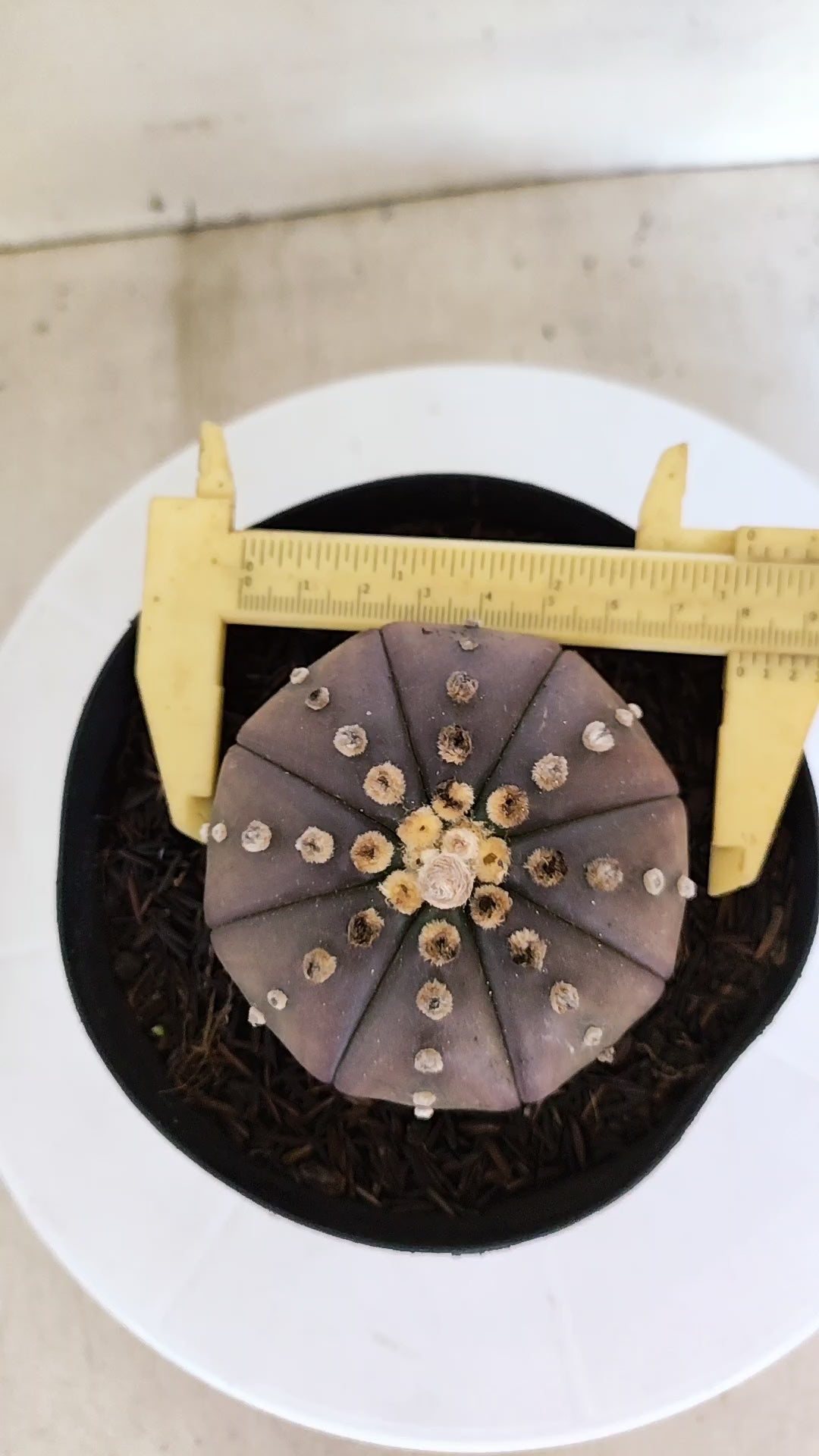 ASTROPHYTUM ASTERIAS “Purple”  Nº 1212 – vaso 15