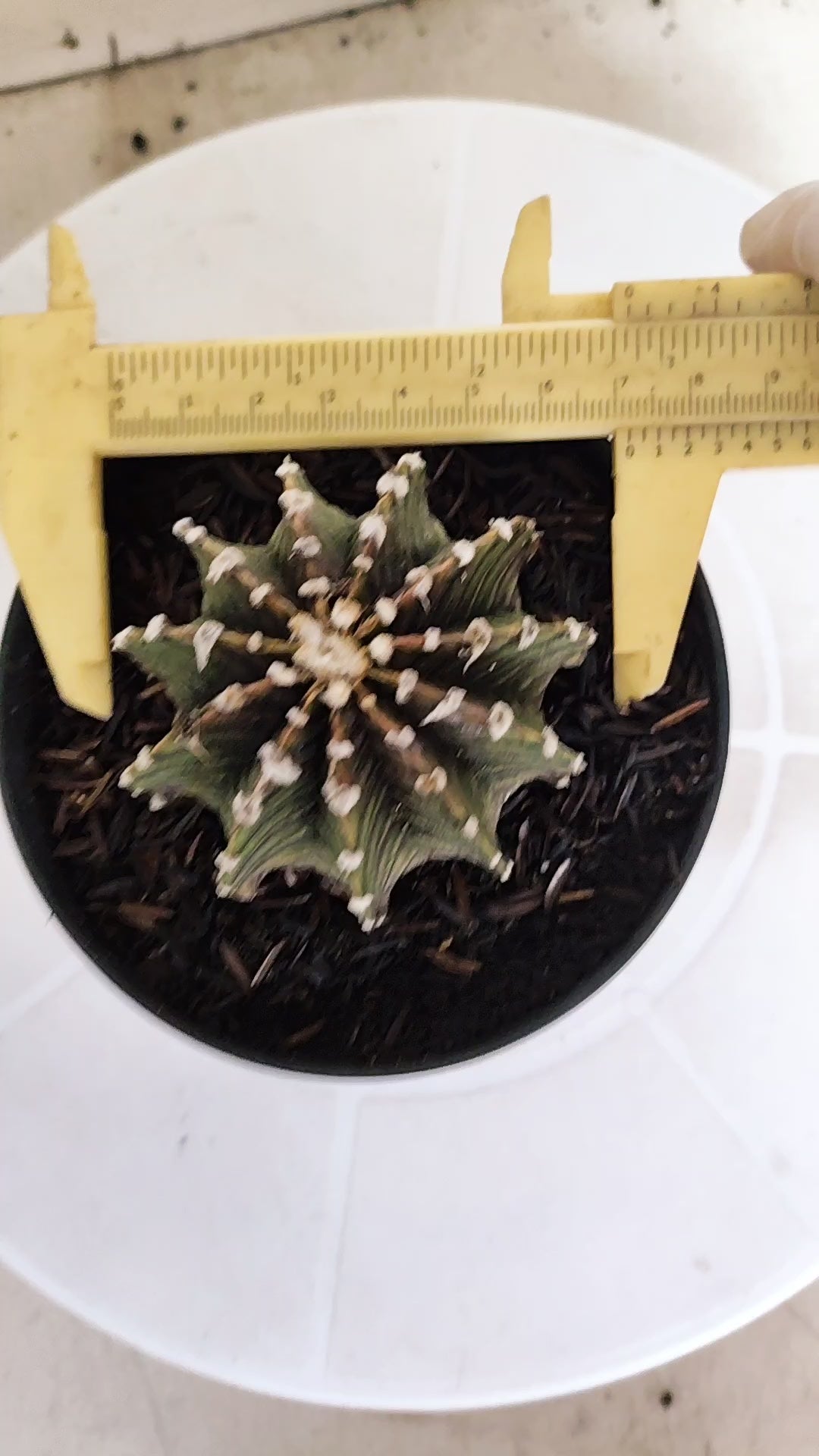 GYMNOCALYCIUM Friedrichii LB 2178 "Agua Dulce" - Nº 1220– vaso 11