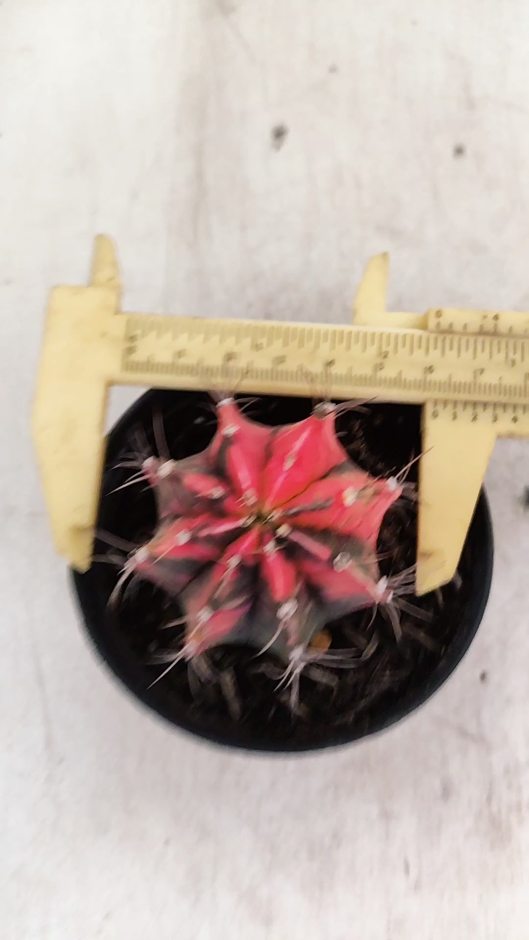 GYMNOCALYCIUM Mihanovichii "Variegata" Nº 713 – vaso 09