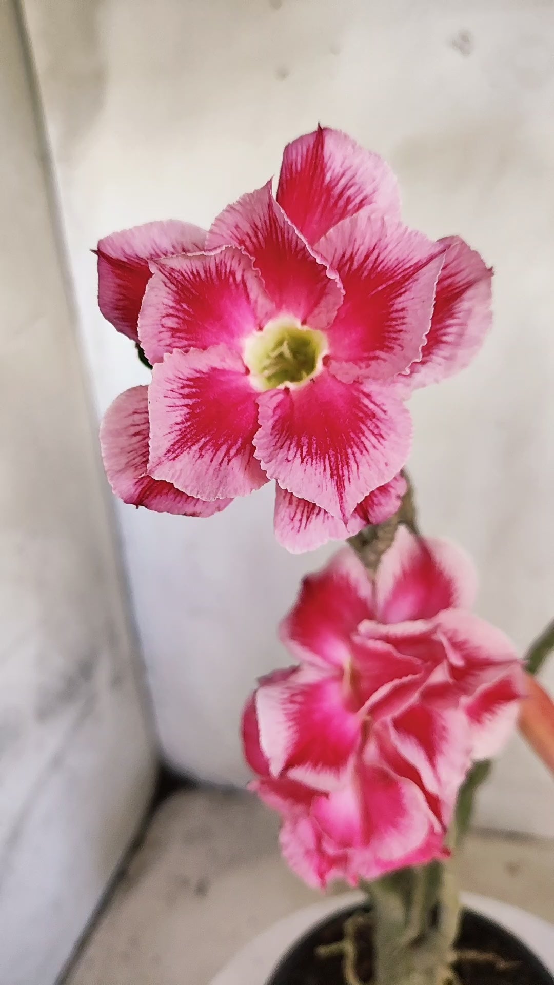 Planta Dobrada 3992 – 35cm – 03 anos