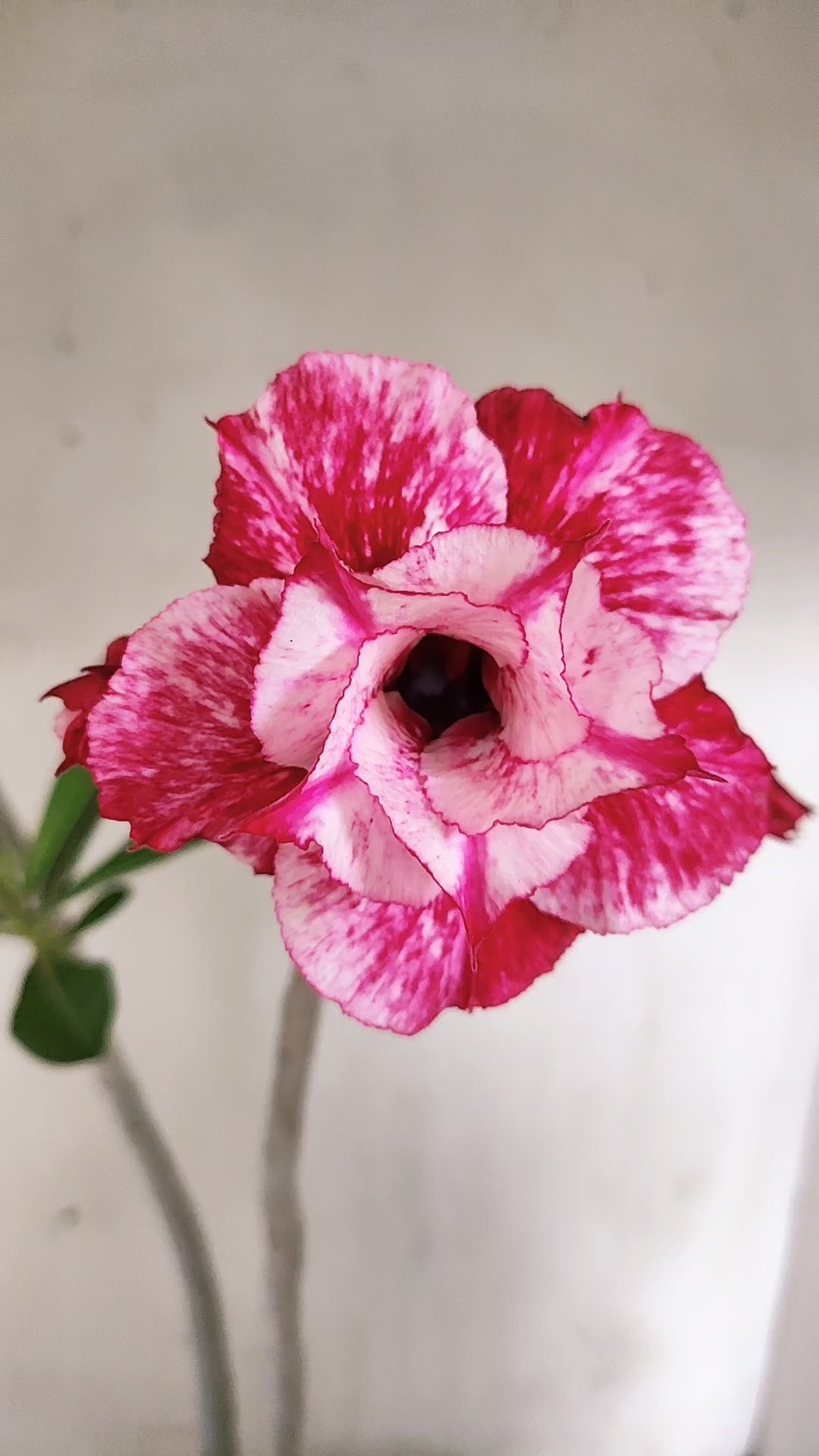 Planta Dobrada 4049 – 35cm – 03 anos - Vaso 15