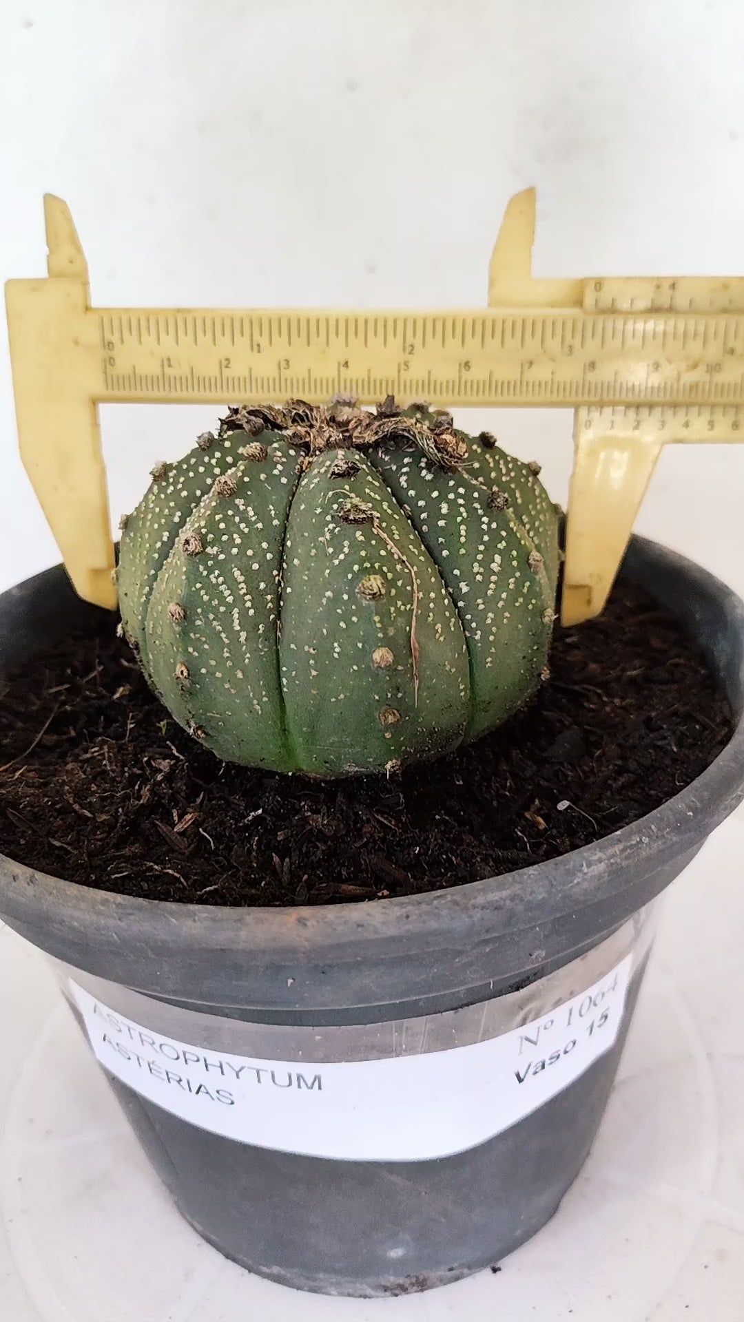 ASTROPHYTUM ASTERIAS   Nº 1064 – vaso 15