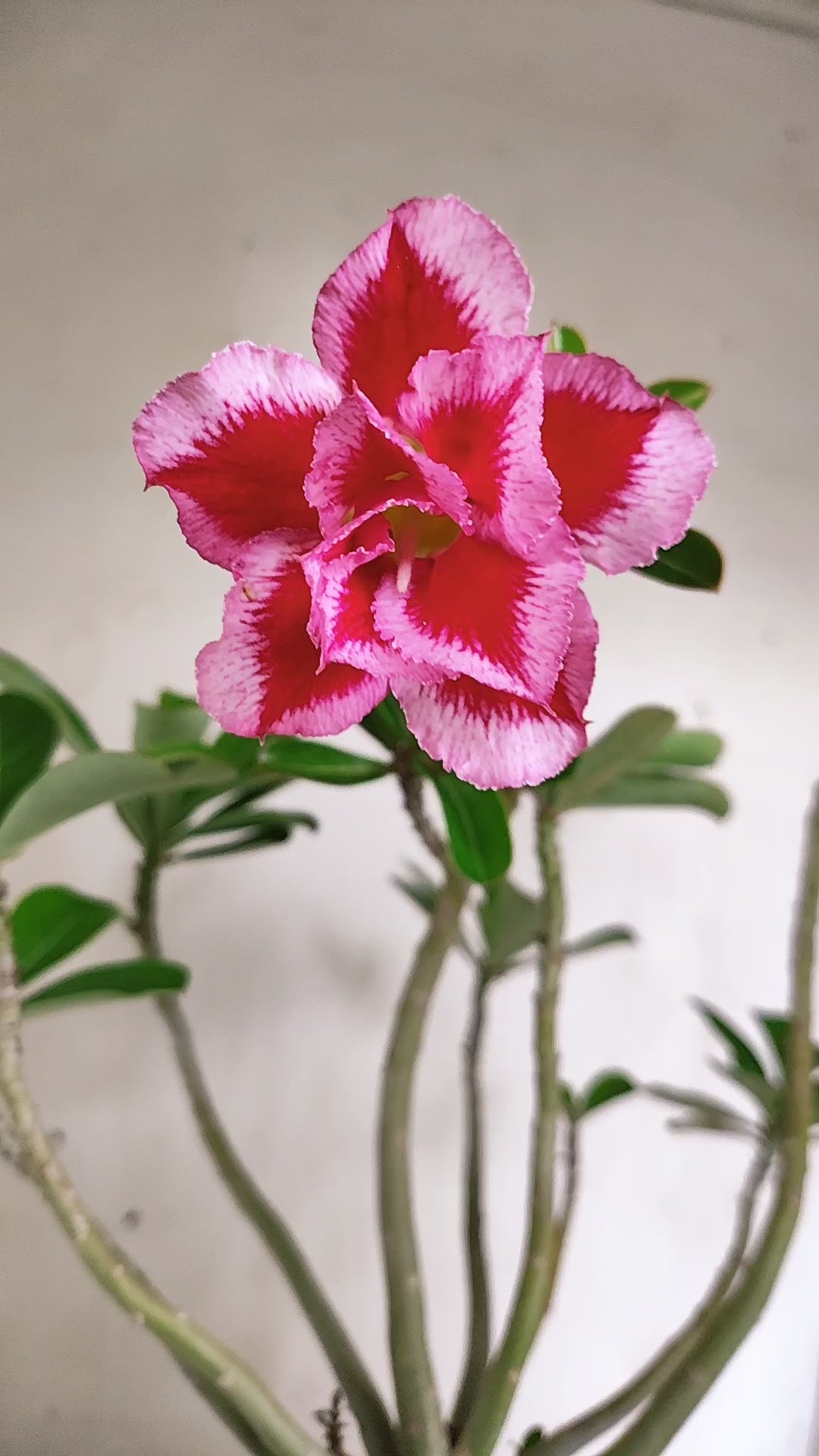 Planta Dobrada 4051 – 35cm – 03 anos - Vaso 15