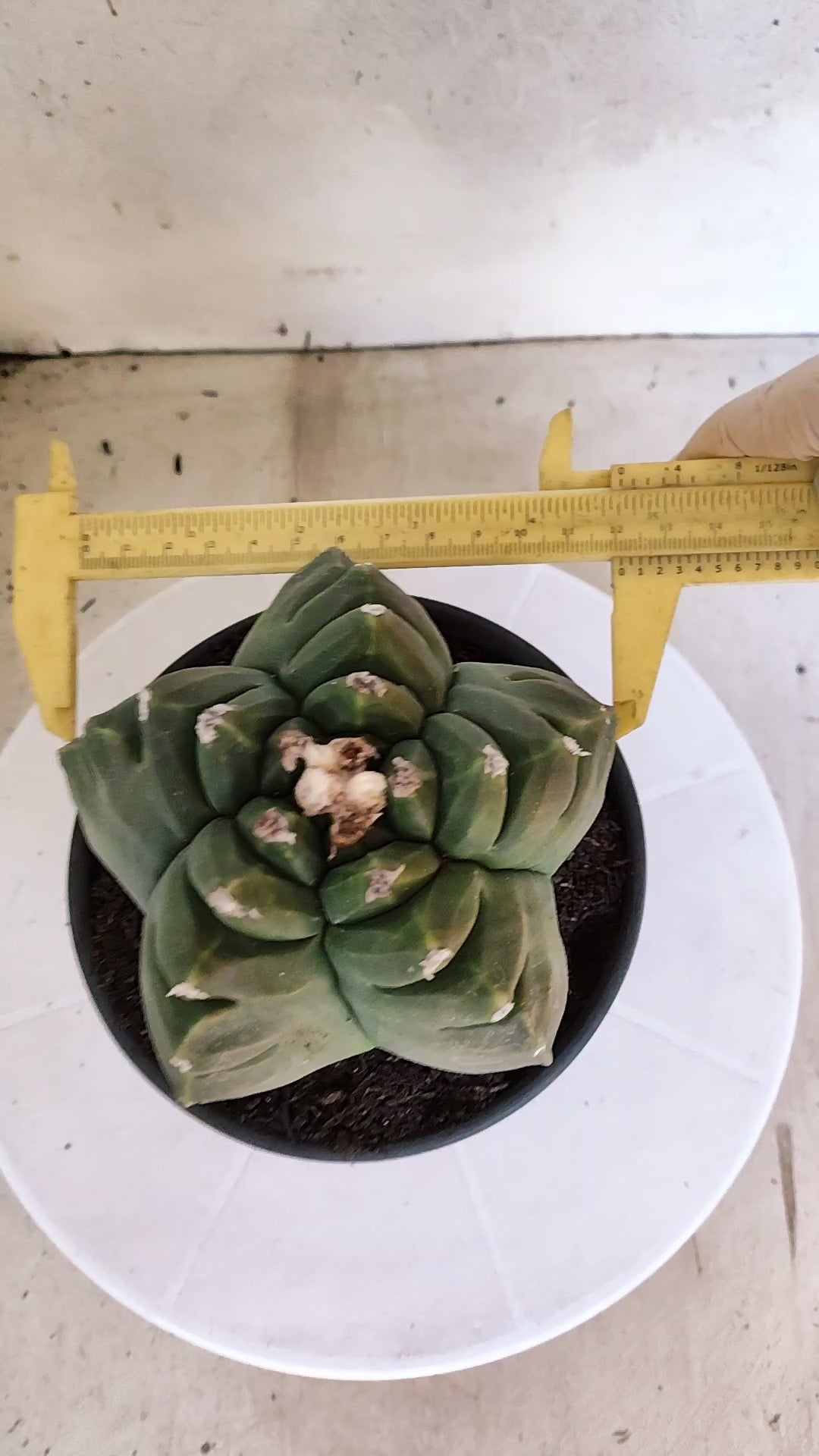 MATRIZ ASTROPHYTUM cv KIKKO  Nº 1250 – vaso 15