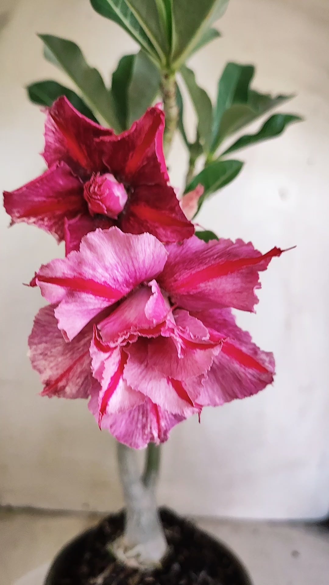 Planta Dobrada 4008 – 35cm – 03 anos - Vaso 15