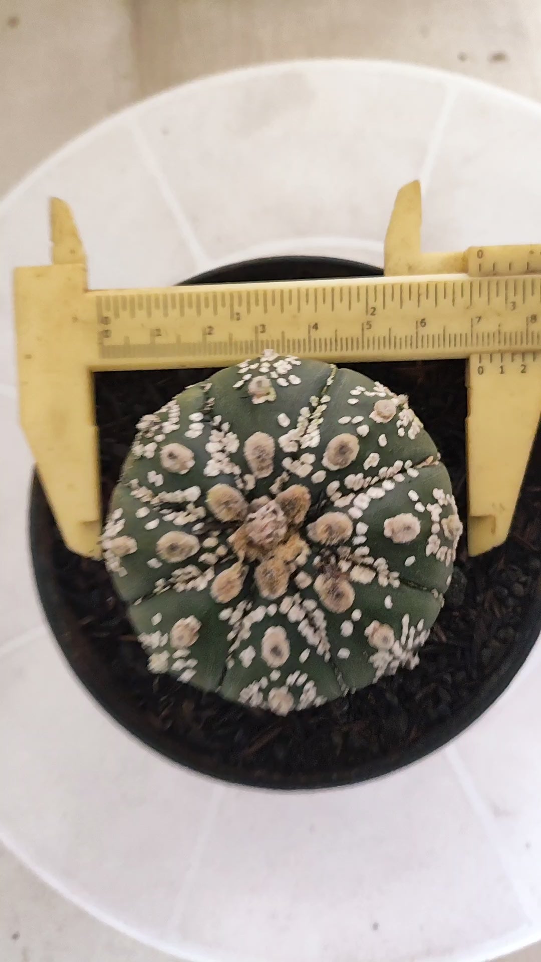 ASTROPHYTUM ASTERIAS SUPER KABUTO Nº 1084 – vaso 11