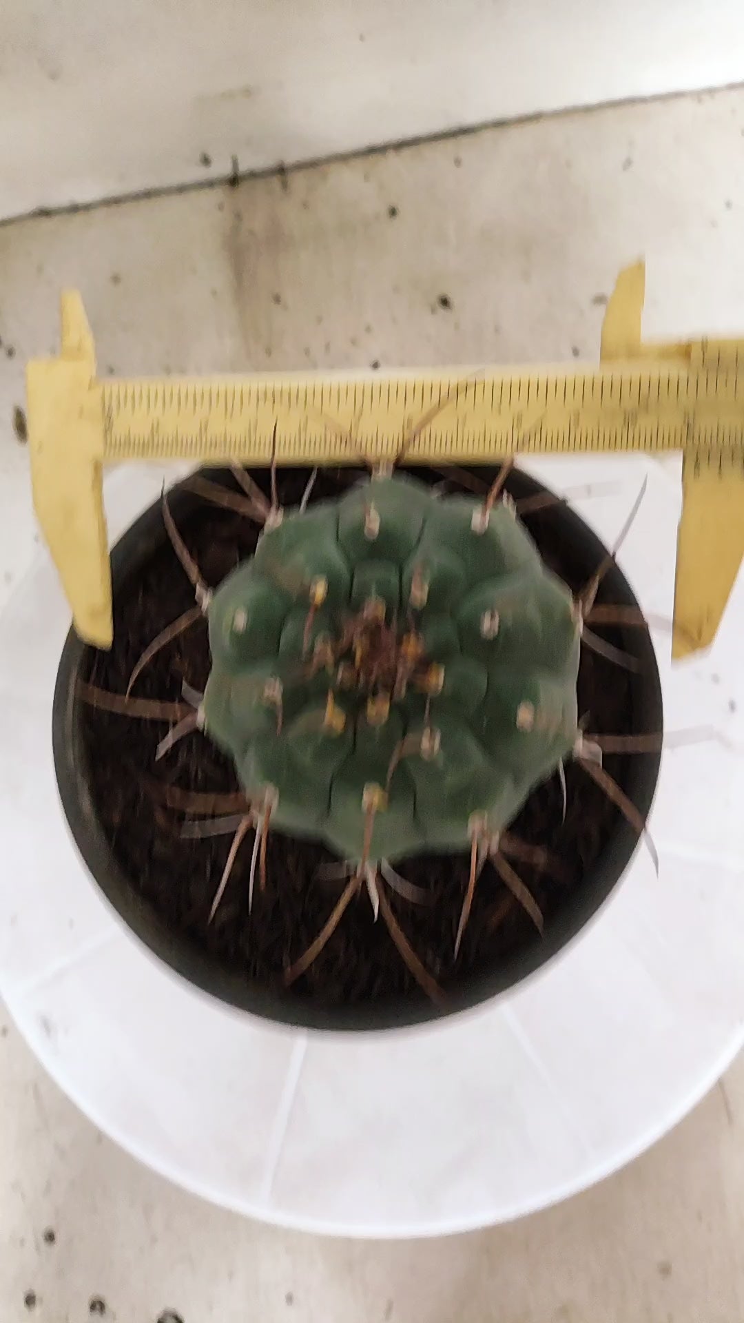 MATRIZ MATUCANA MADISONIORUM Nº 342 – vaso 15