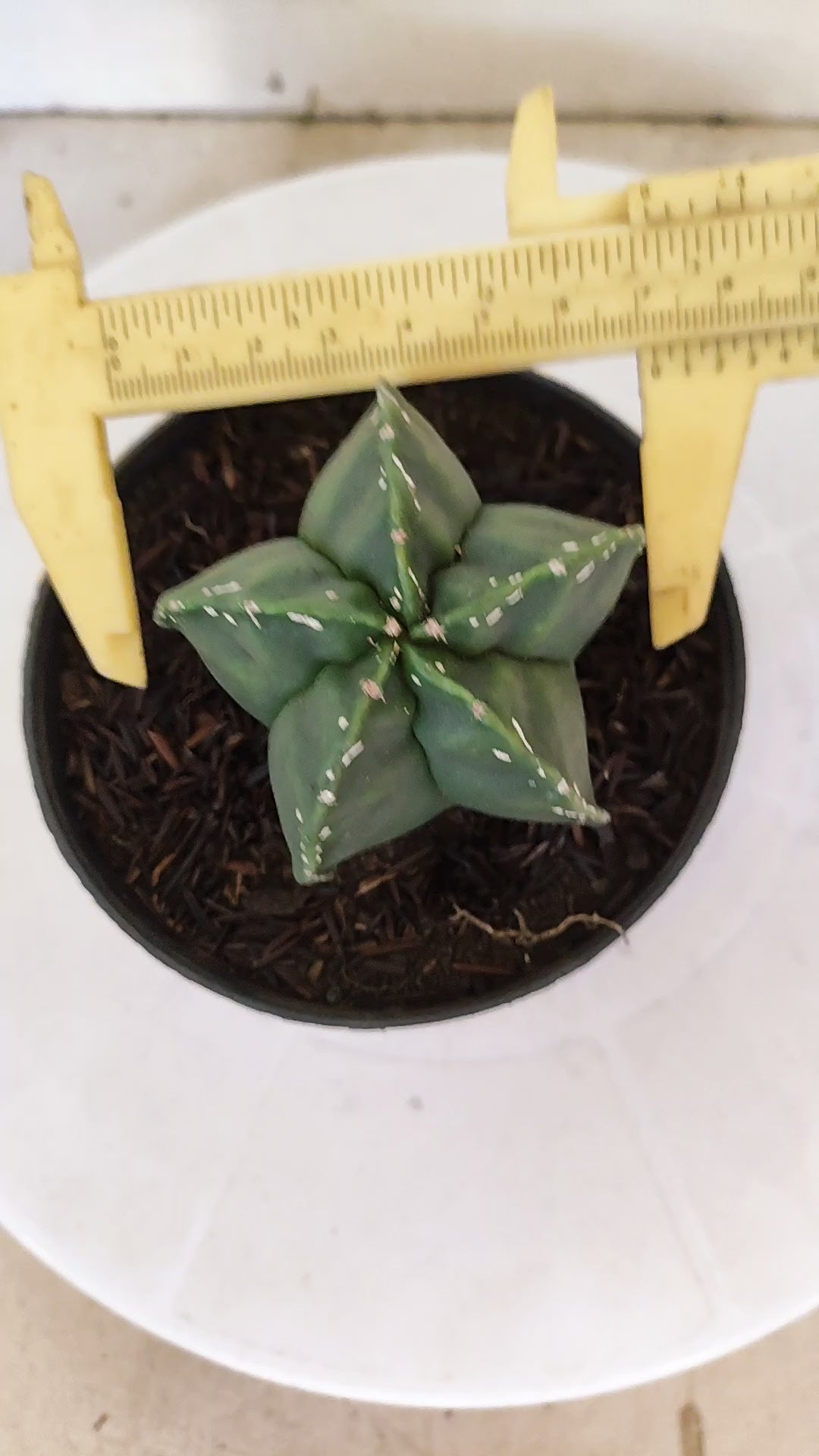 MATRIZ ASTROPHYTUM cv KIKKO  Nº 269 – vaso 11
