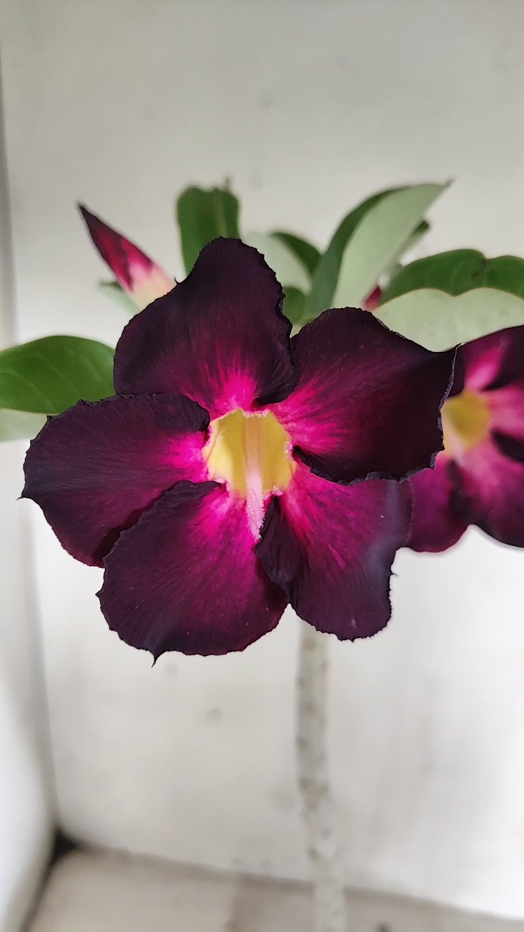 Planta Simples 3667 – 35cm – 02 anos - vaso 15