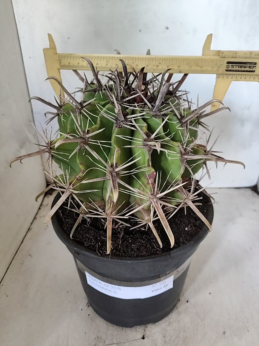 FEROCACTUS LATISPINUS Nº 101 – vaso 20
