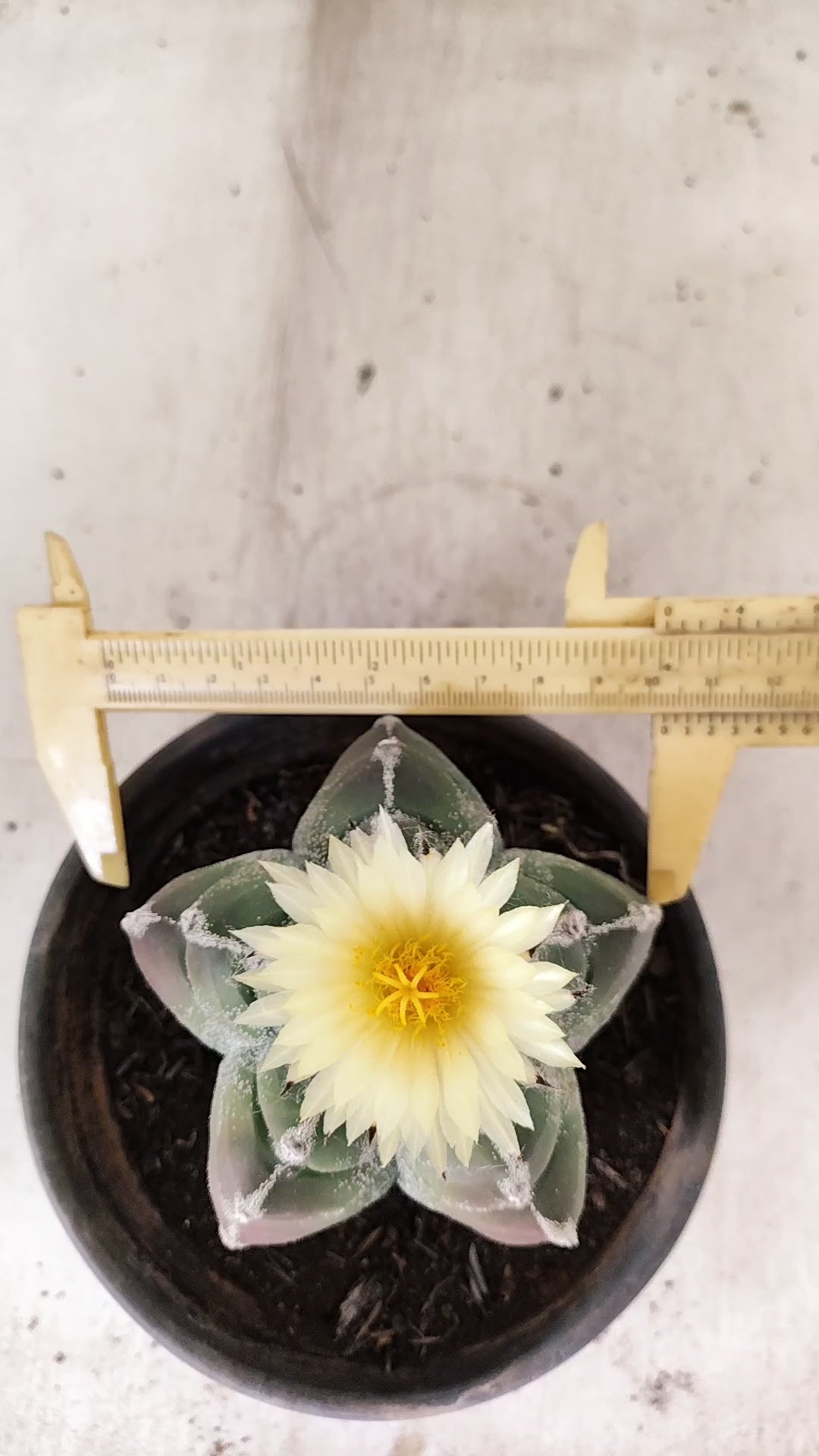 MATRIZ ASTROPHYTUM cv KIKKO Nº 1030 – vaso 15