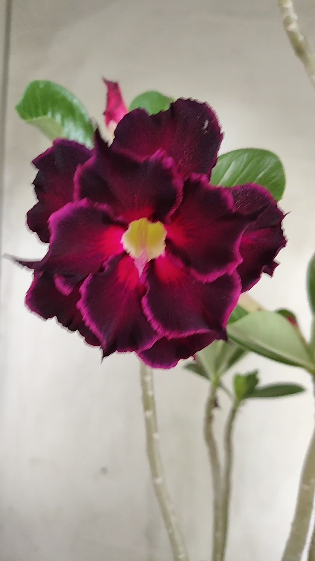 Planta Dobrada 4024 – 35cm – 02 anos - Vaso 15