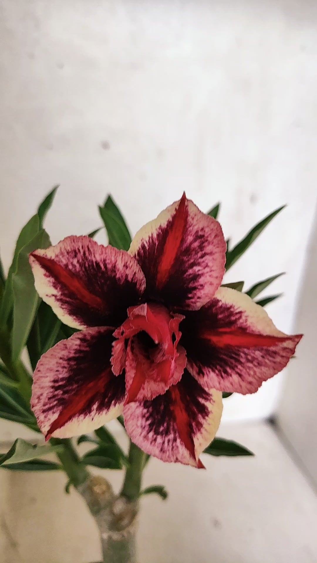 ENXERTO 12722– 25cm (cor LM 1007)