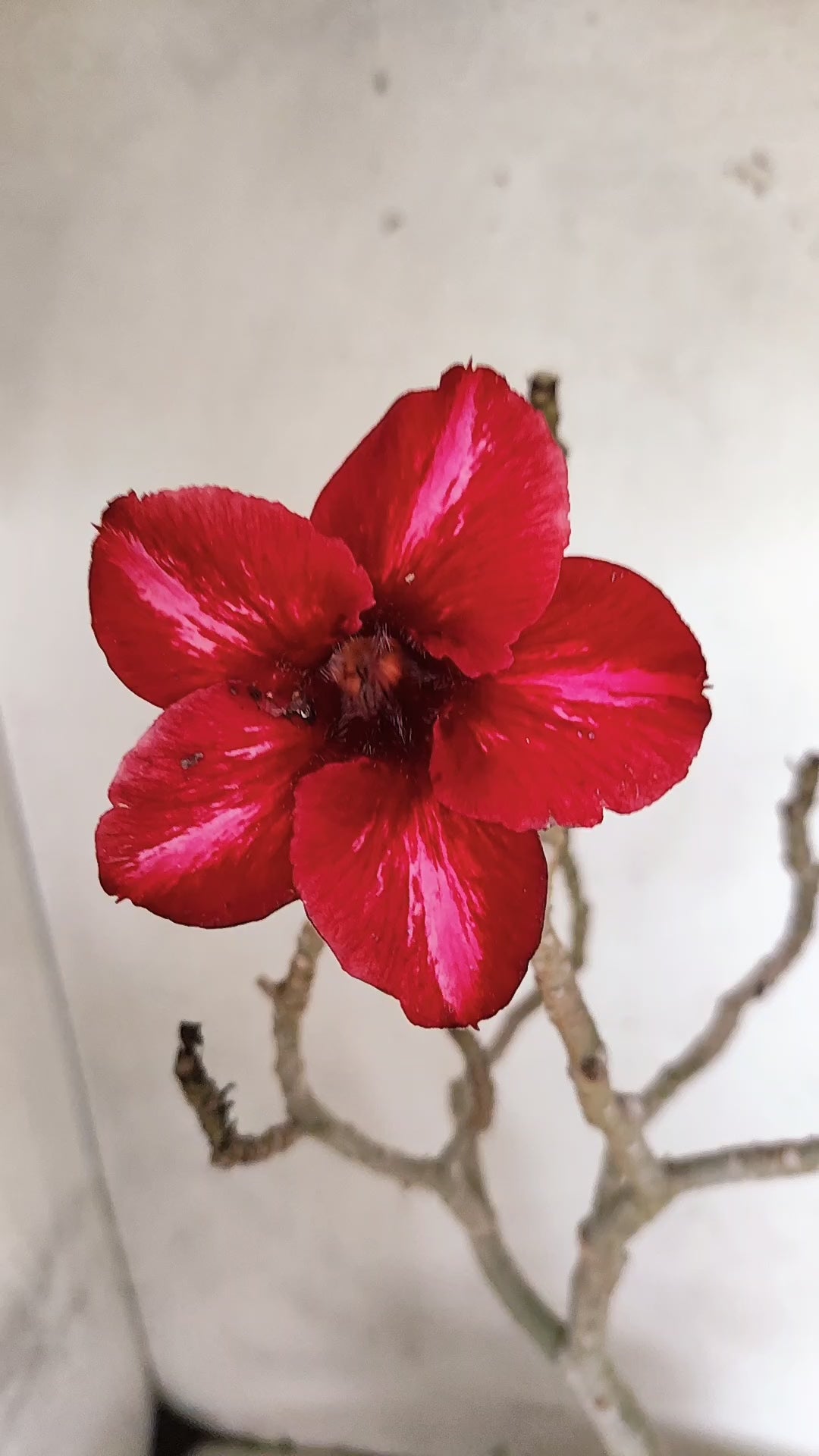 Planta Simples 3565  – 35cm – 03 anos