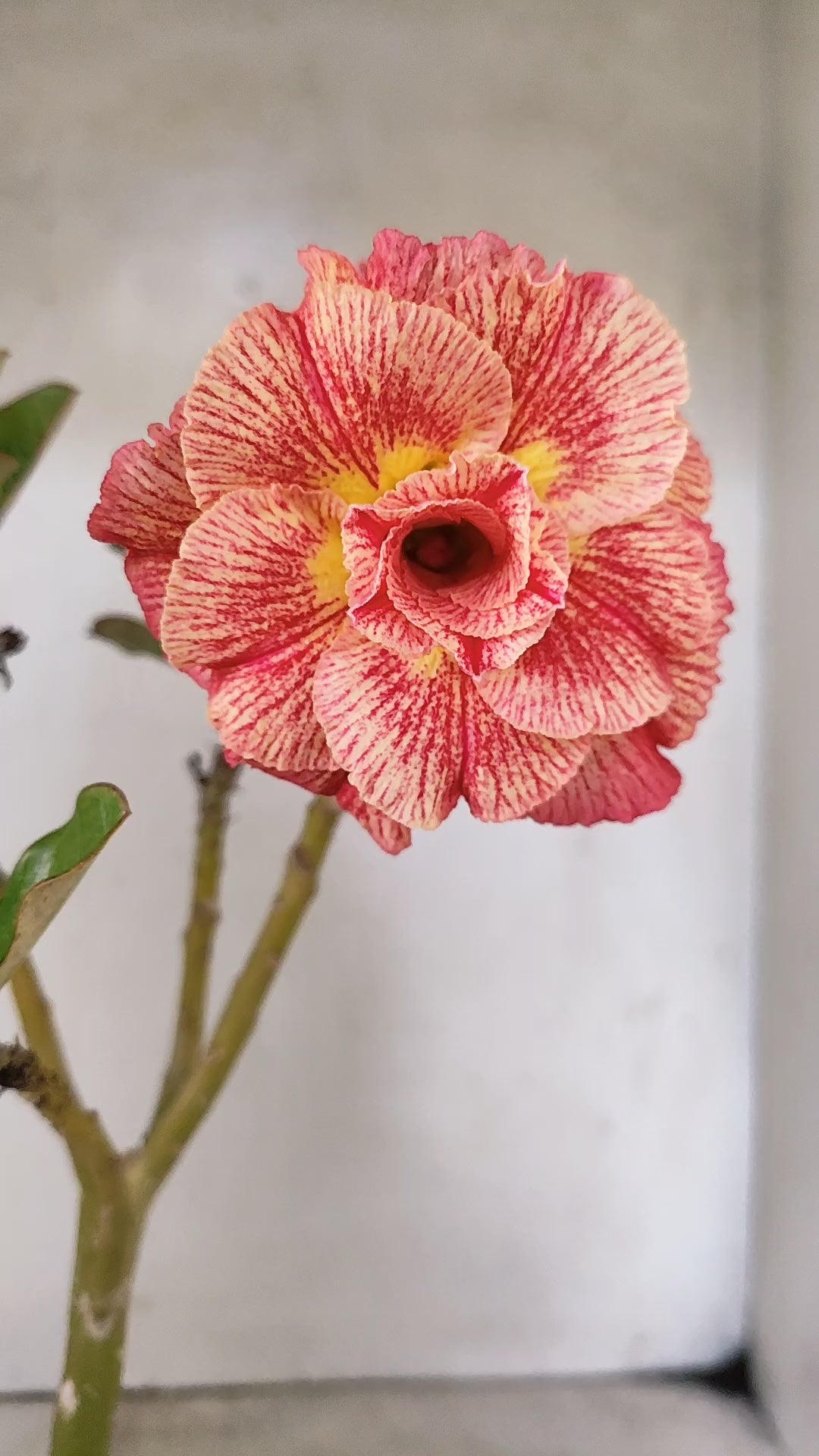 Planta Dobrada 3939 – 30cm – 02 anos