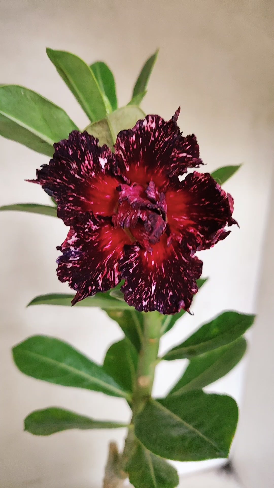 ENXERTO 12844 – 30cm (cor LM 1032) Id: Céu Estrelado