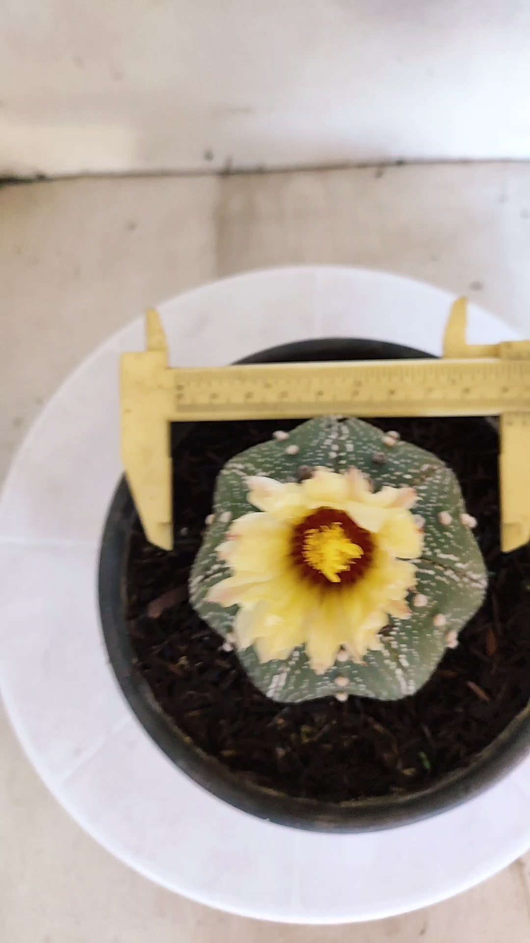 ASTROPHYTUM ASTERIAS "STAR SHAPE"   Nº 1150 – vaso 15
