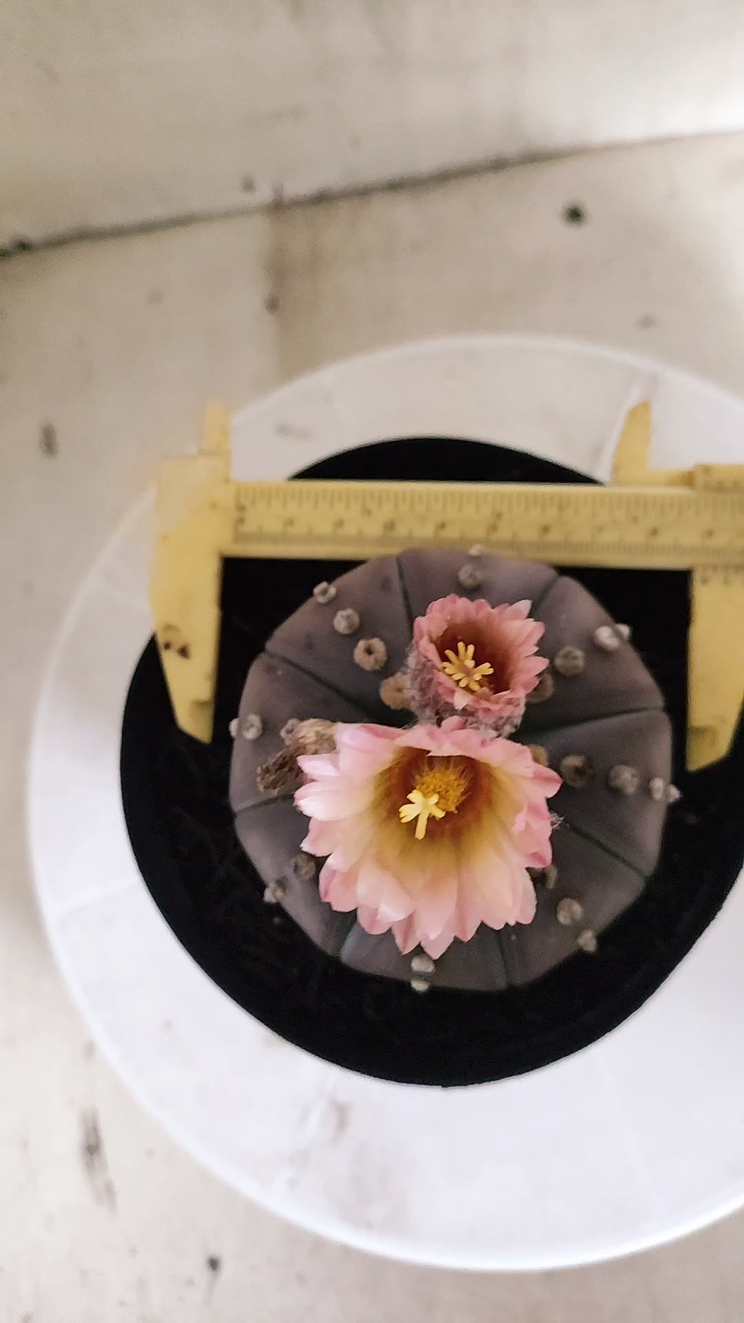ASTROPHYTUM ASTERIAS “Purple - Akabana”  Nº 1212 – vaso 15