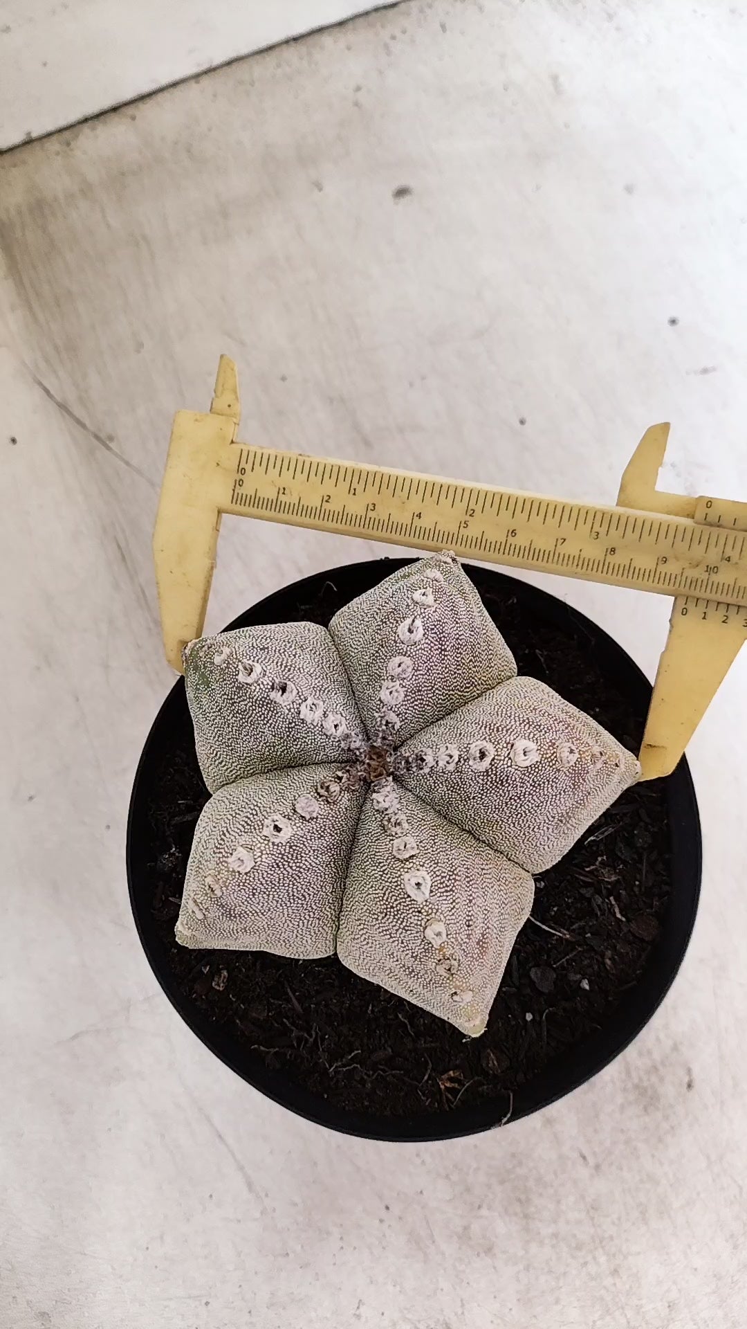 ASTROPHYTUM MYRIOSTIGMA  Nº 1191 – vaso 15