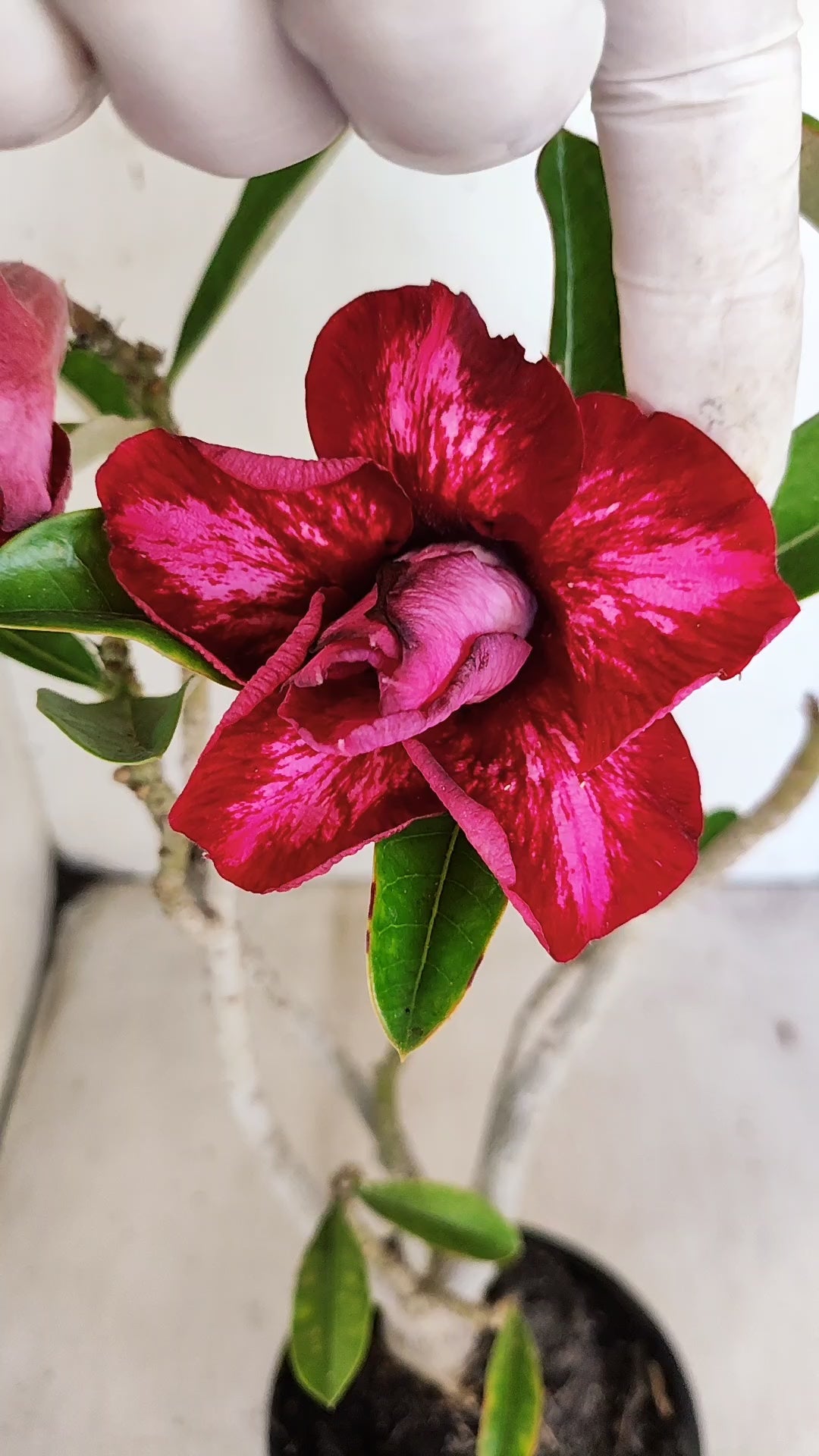 Planta Dobrada 3960 – 35cm – 02 anos (Cópia)