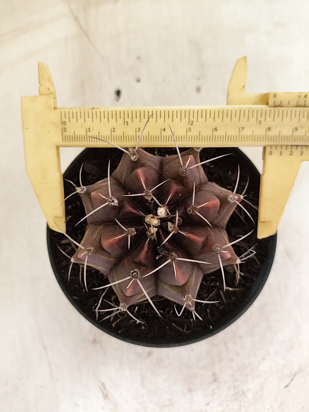 GYMNOCALYCIUM Mihanovichii Purple Nº 630 – vaso 11